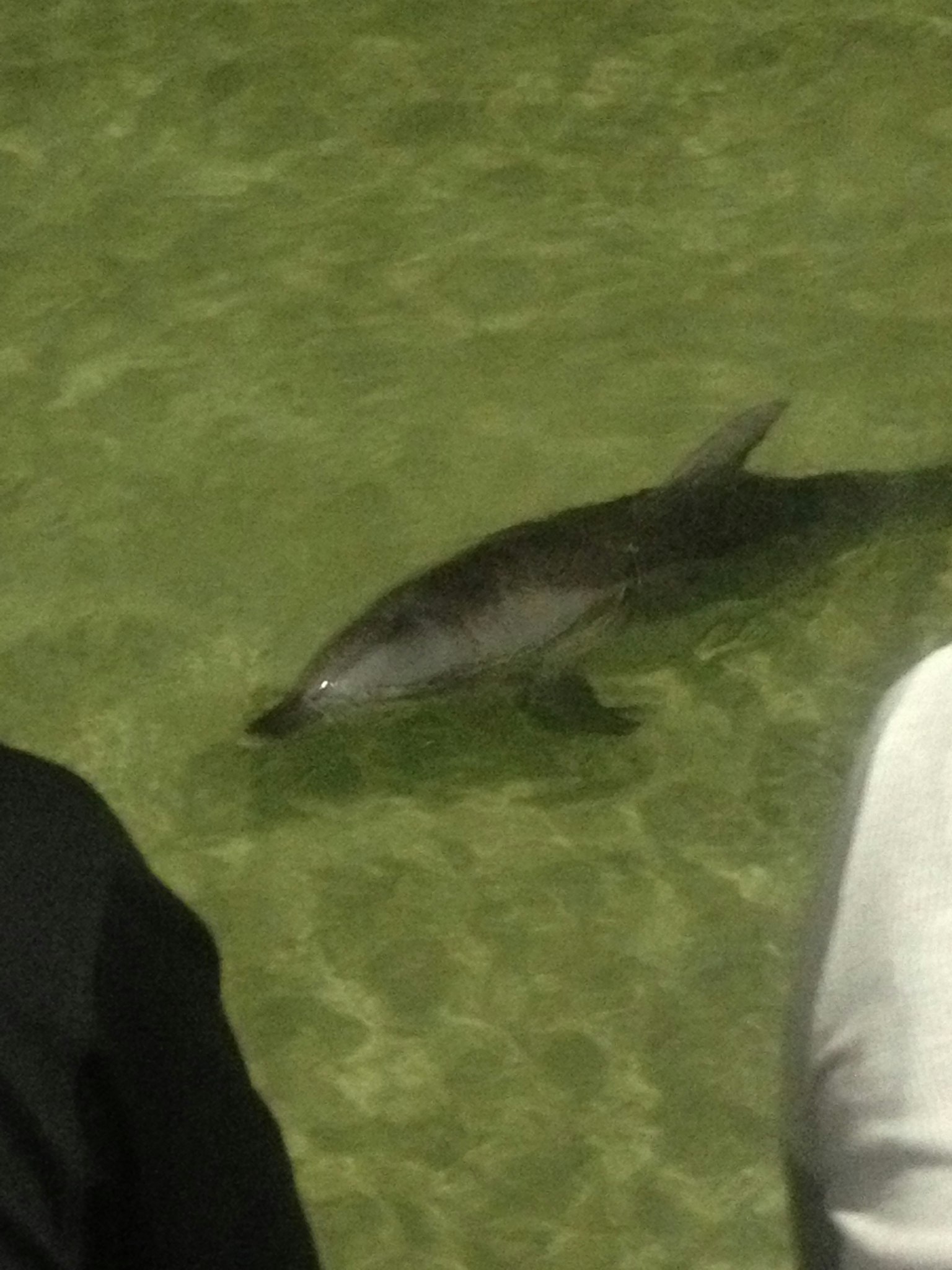 Dauphin nageant dans l'eau peu profonde près des gens