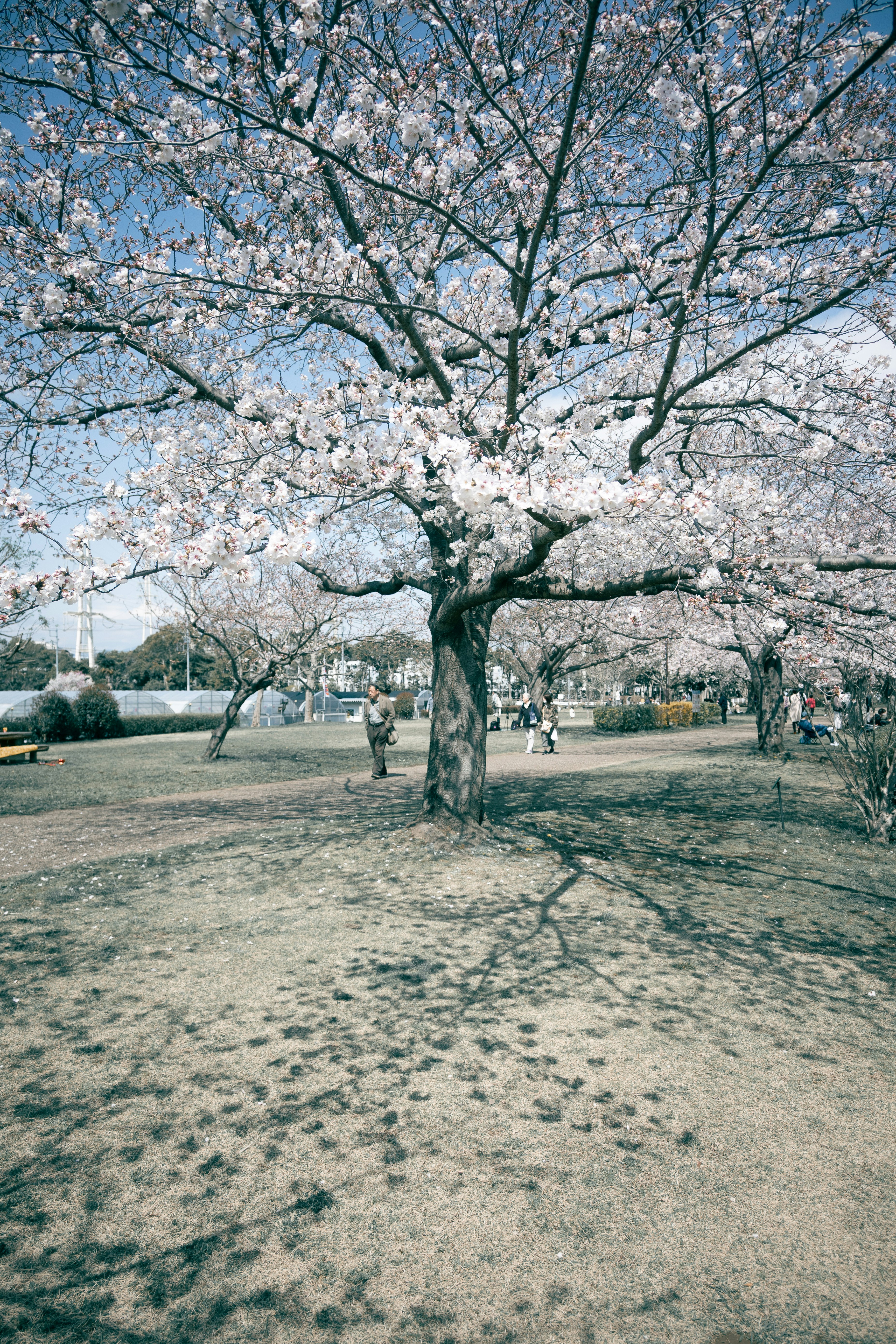 桜の木の下で広がる芝生の公園風景