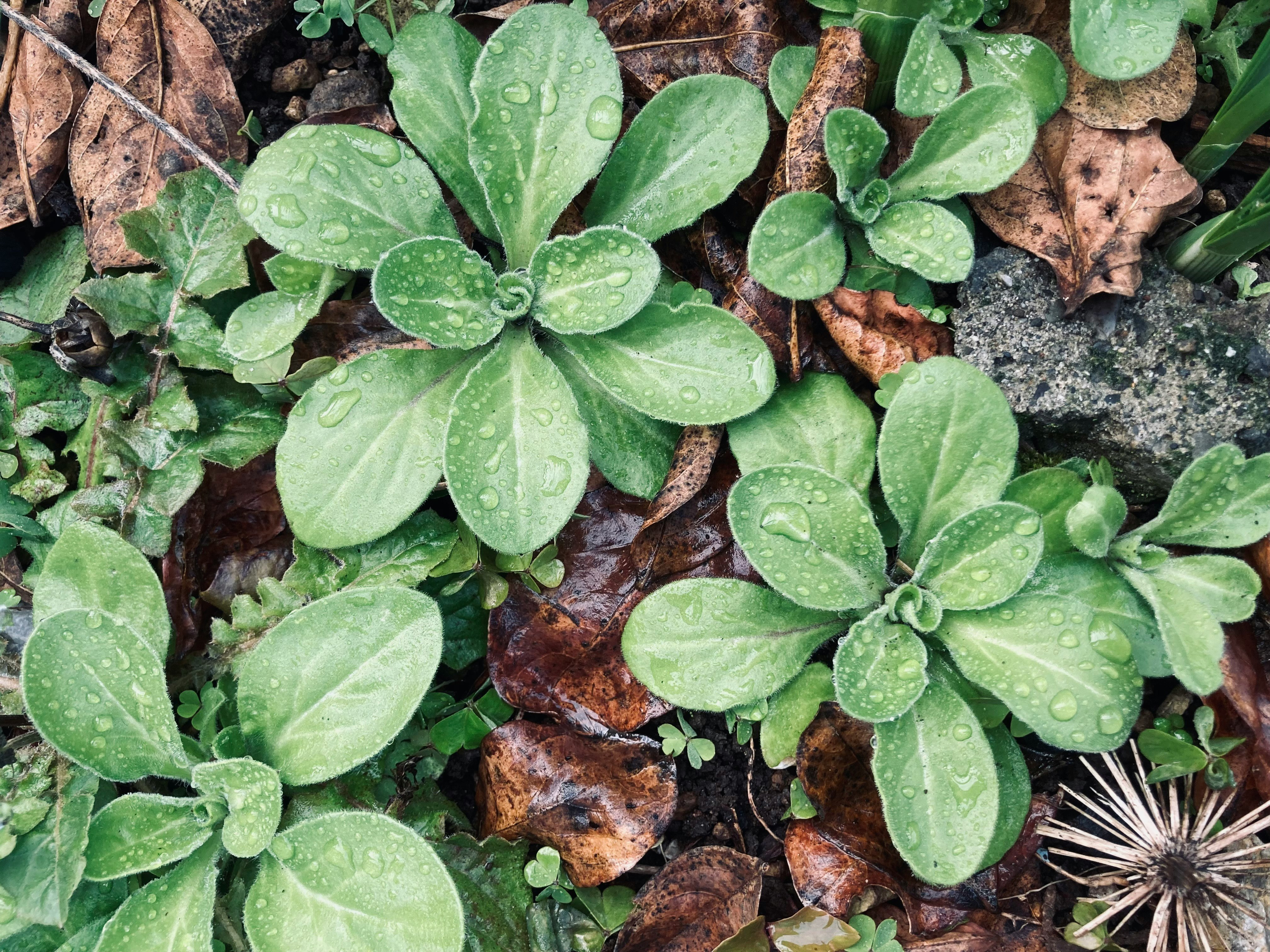 生命力のある葉と雨粒の植物の地面