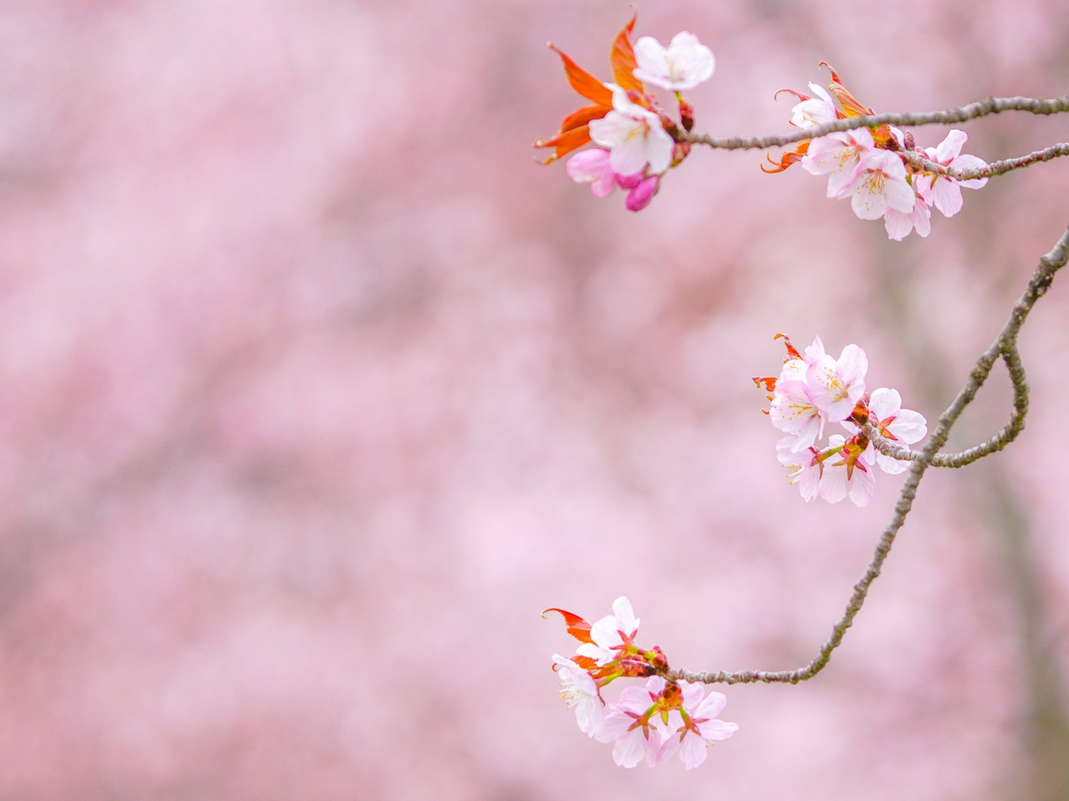 Cherry blossom branch with soft pink background