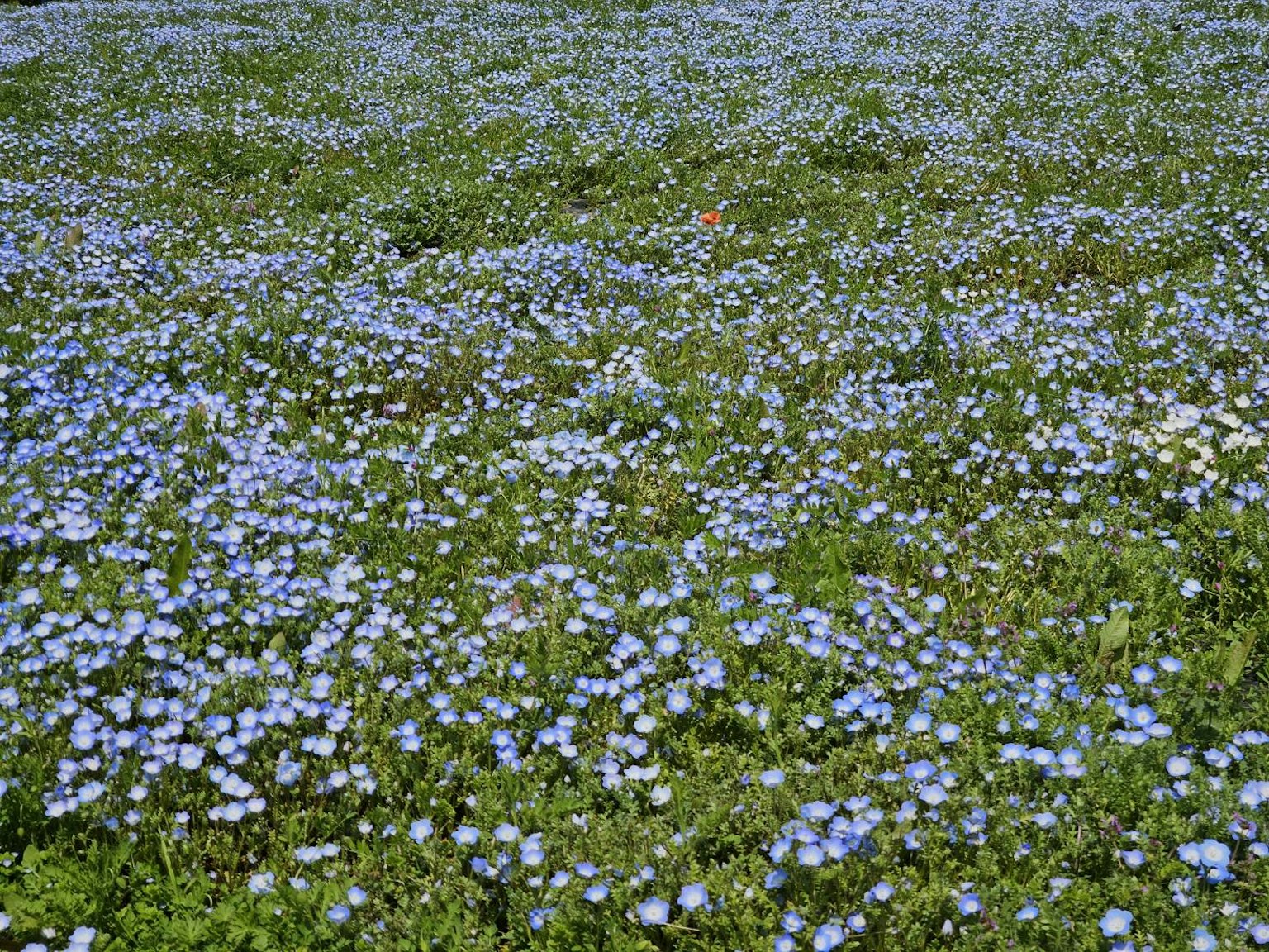 Sebuah ladang yang ditutupi bunga biru dan rumput hijau