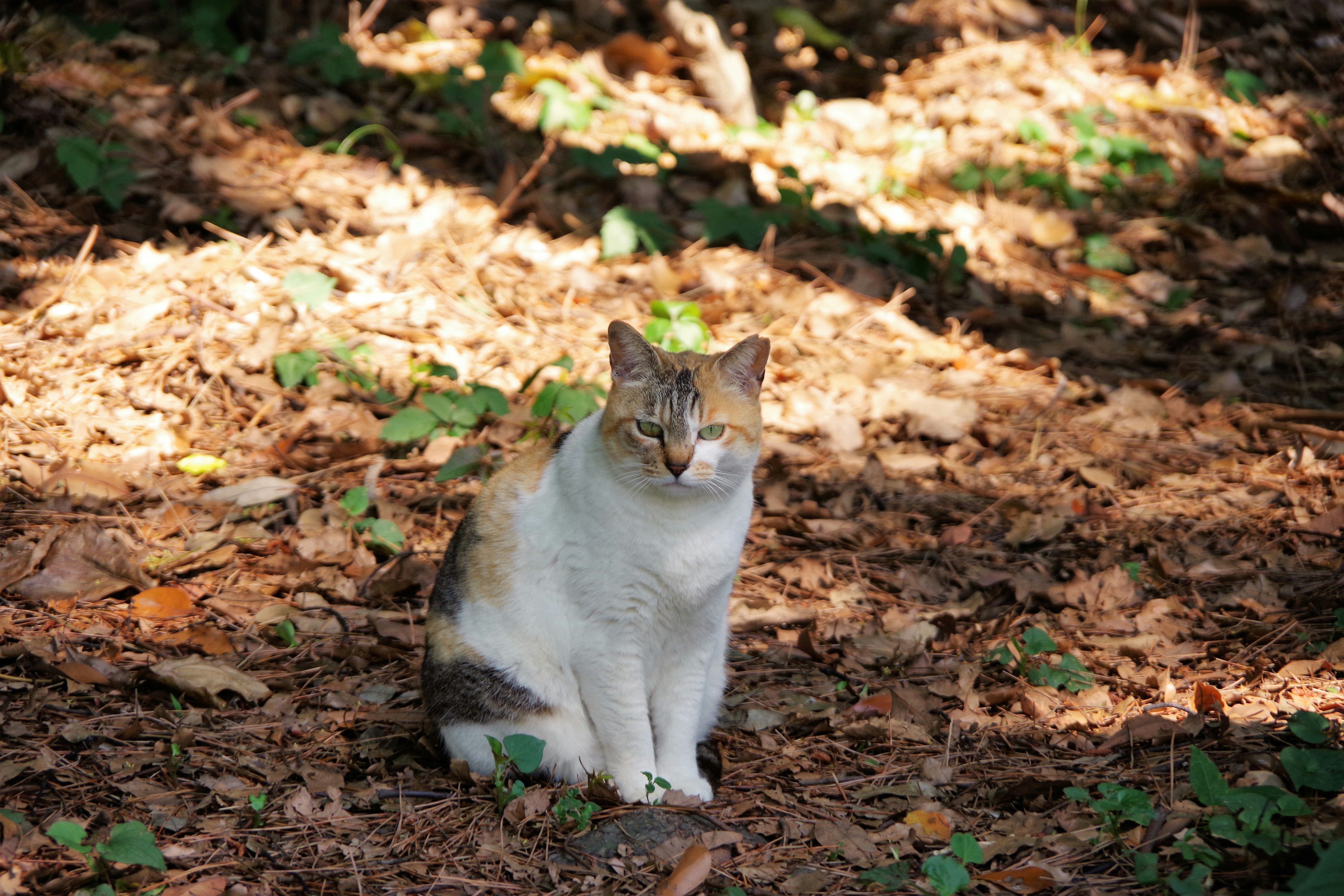 stray cat sitting on a bed of fallen leaves