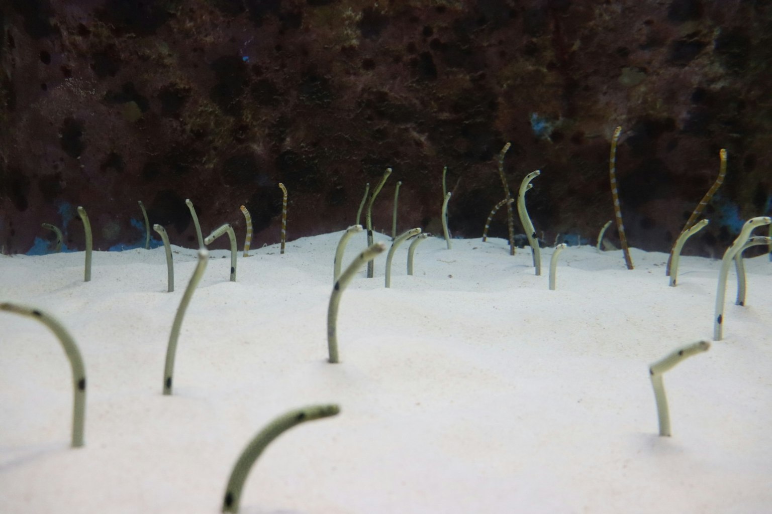 Underwater scene with slender, grass-like plants rising from sandy bottom