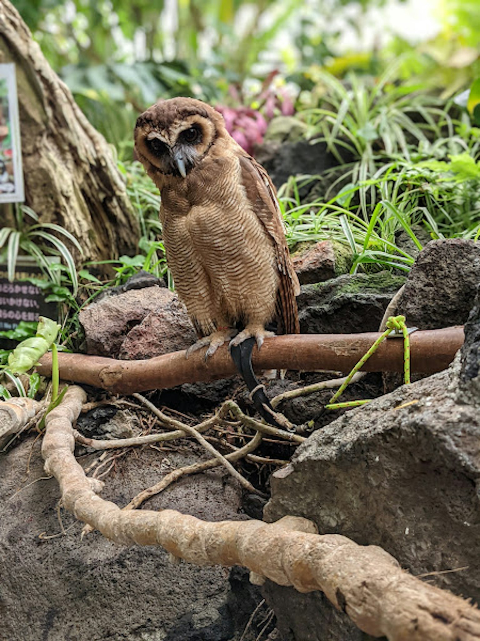 Un jeune hibou se tenant parmi les rochers et les plantes