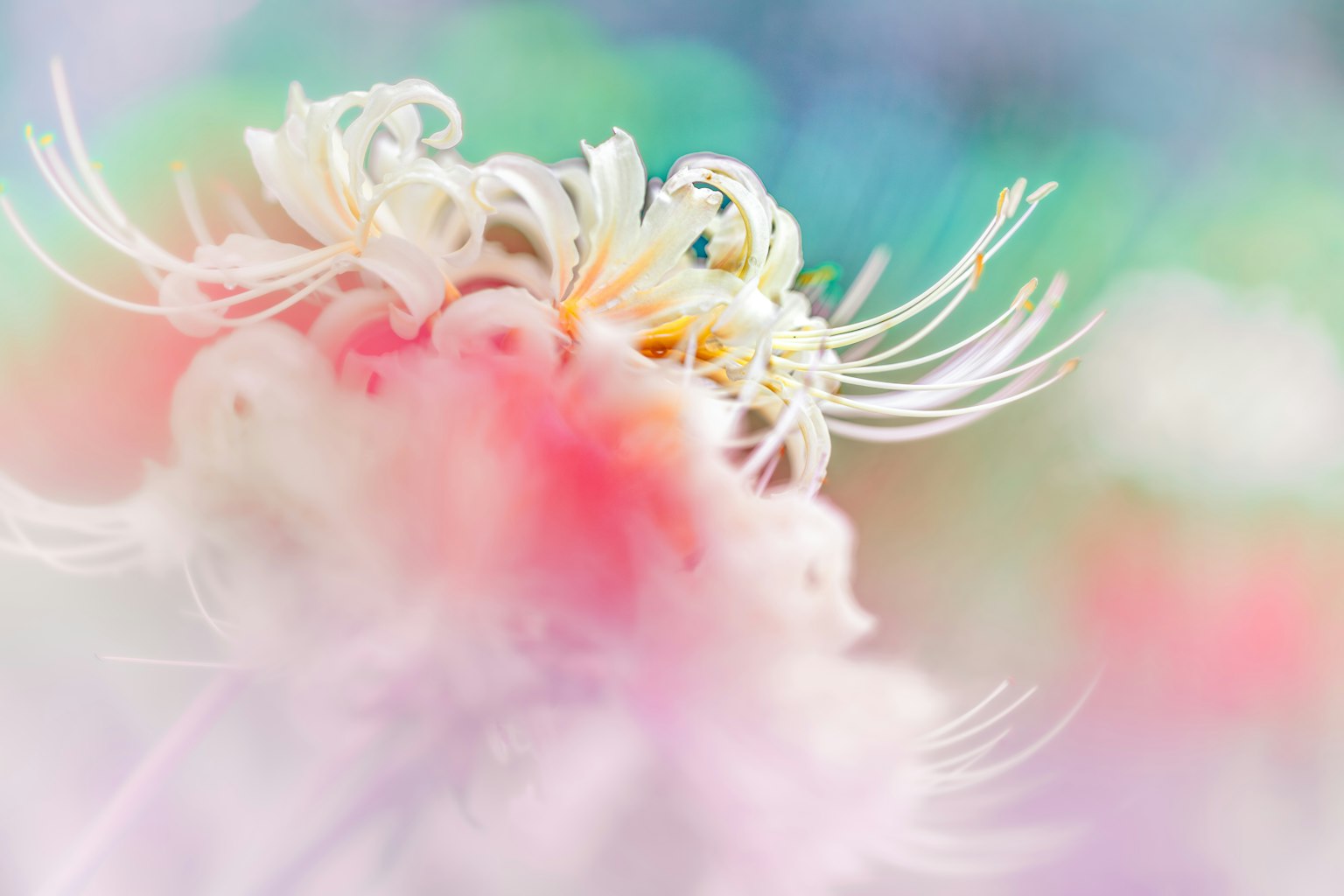 淡い色合いの花のクローズアップ画像 花びらは白とピンクで柔らかな印象を与える