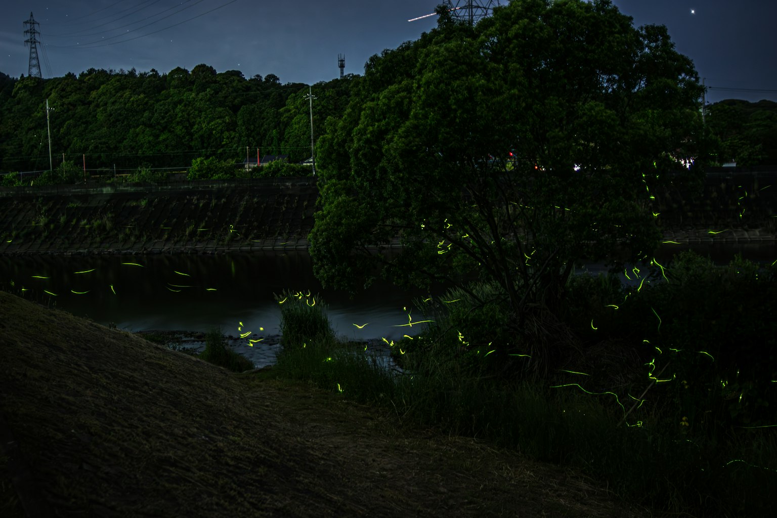 Scena magica di lucciole che brillano danzando lungo il fiume di notte
