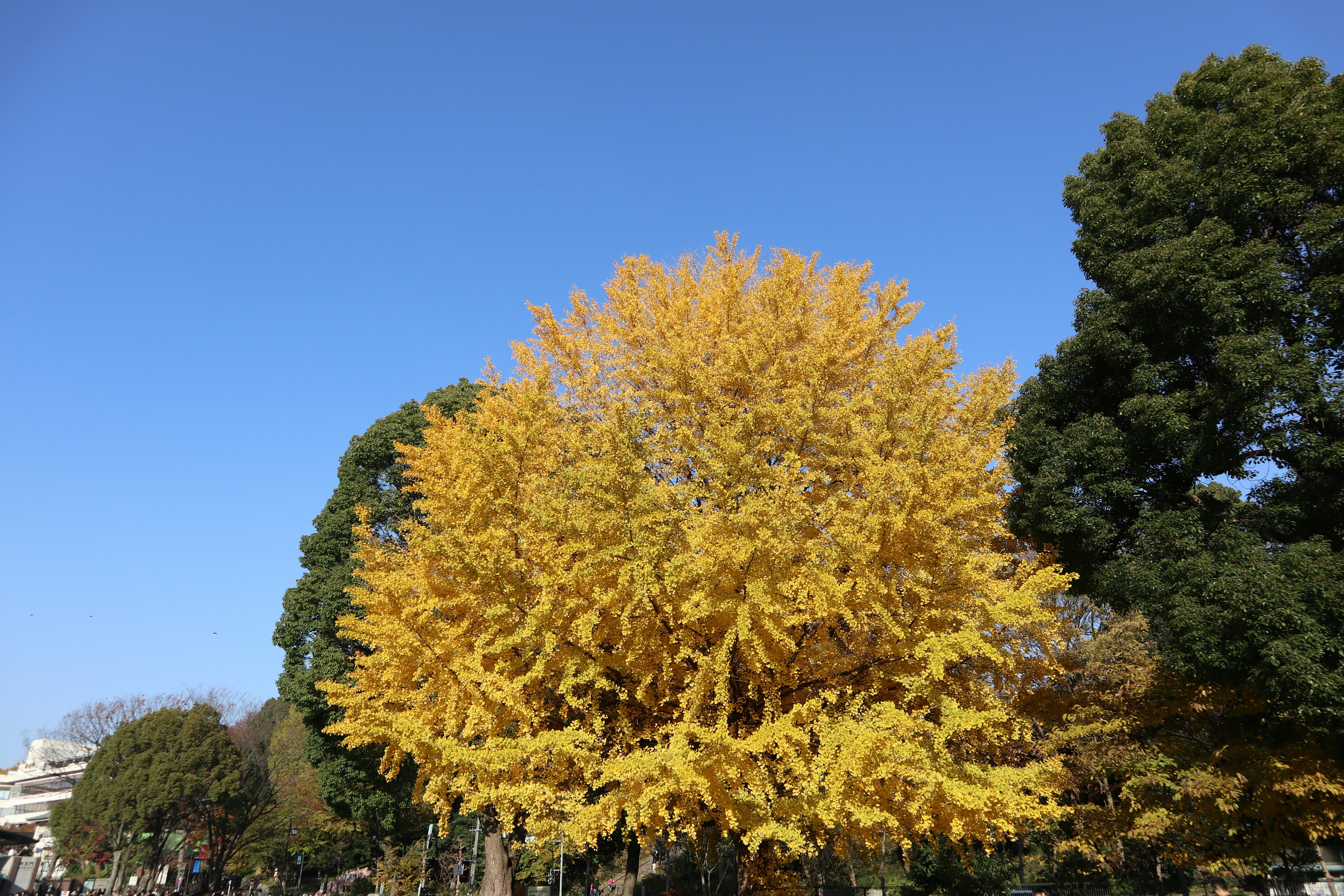 large ginkgo tree with golden leaves under a blue sky