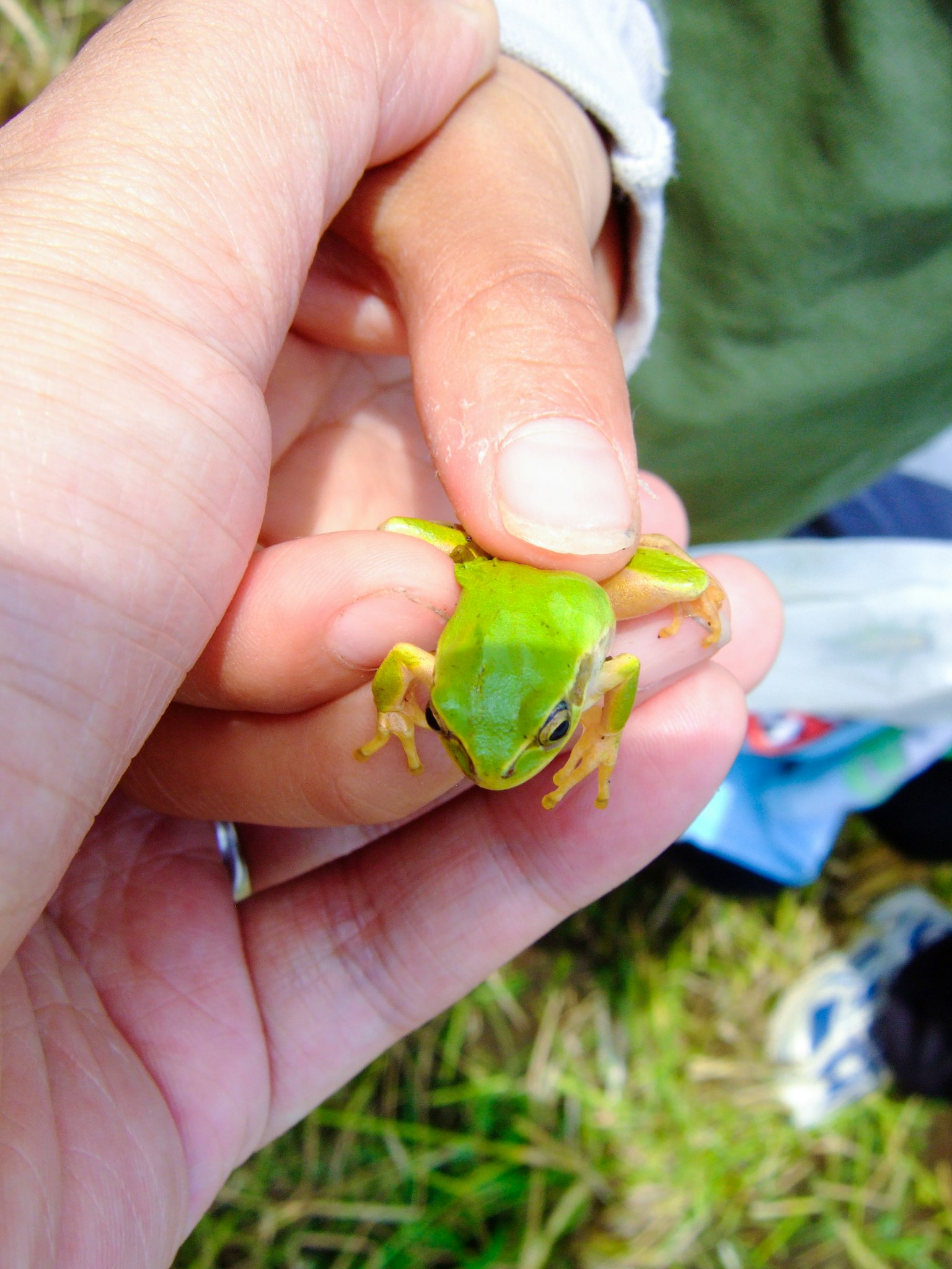 Gros plan sur une main tenant une grenouille verte