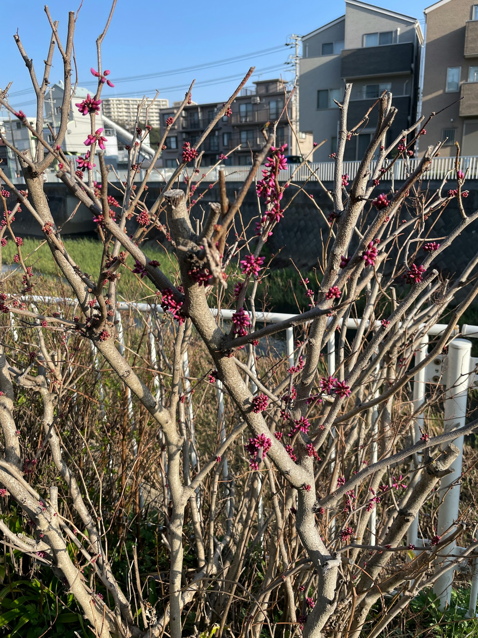Äste eines Baumes mit blühenden Frühlingsblumen und einem Wohngebiet im Hintergrund