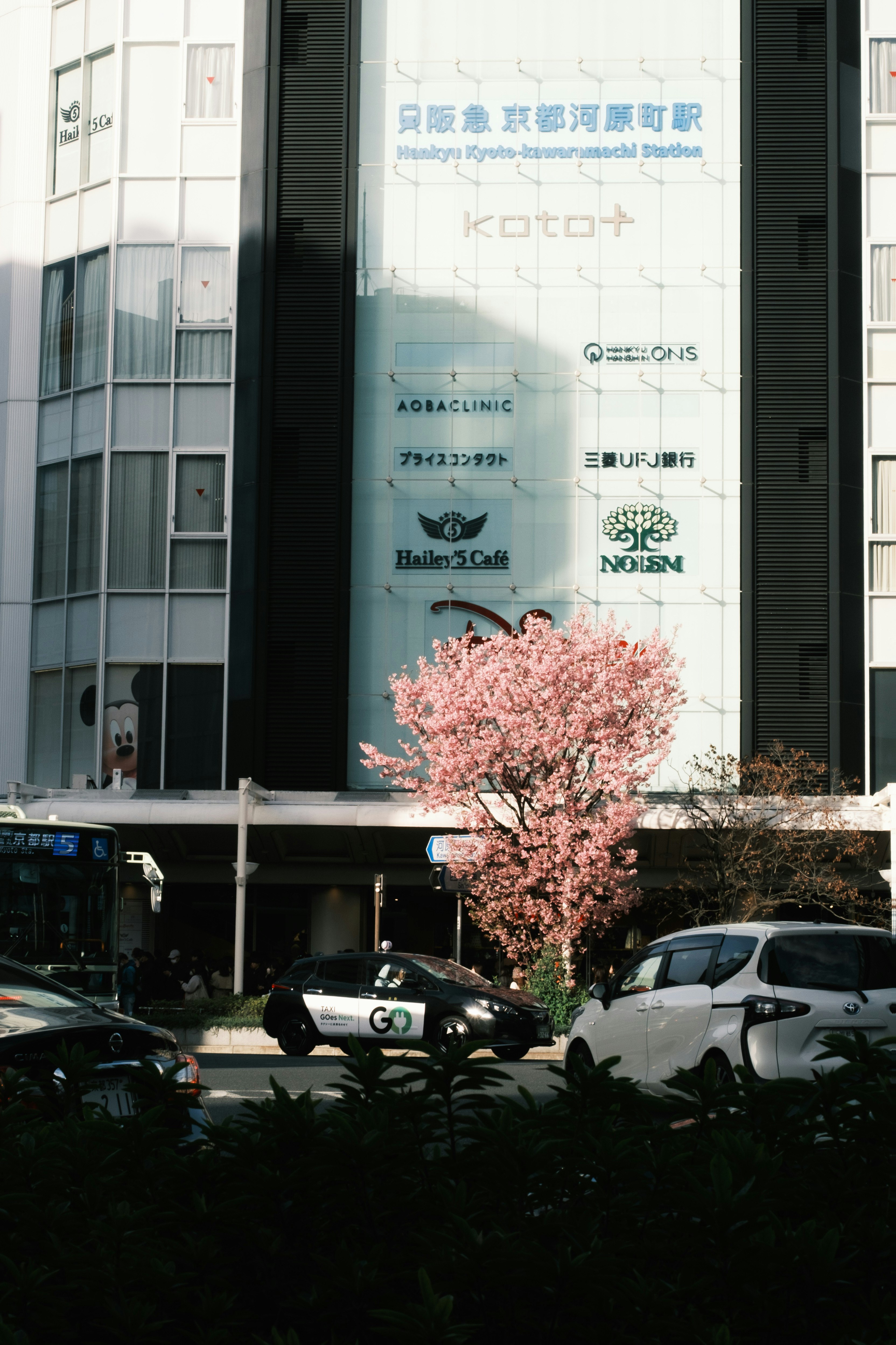 春の桜が咲く街角のビル前