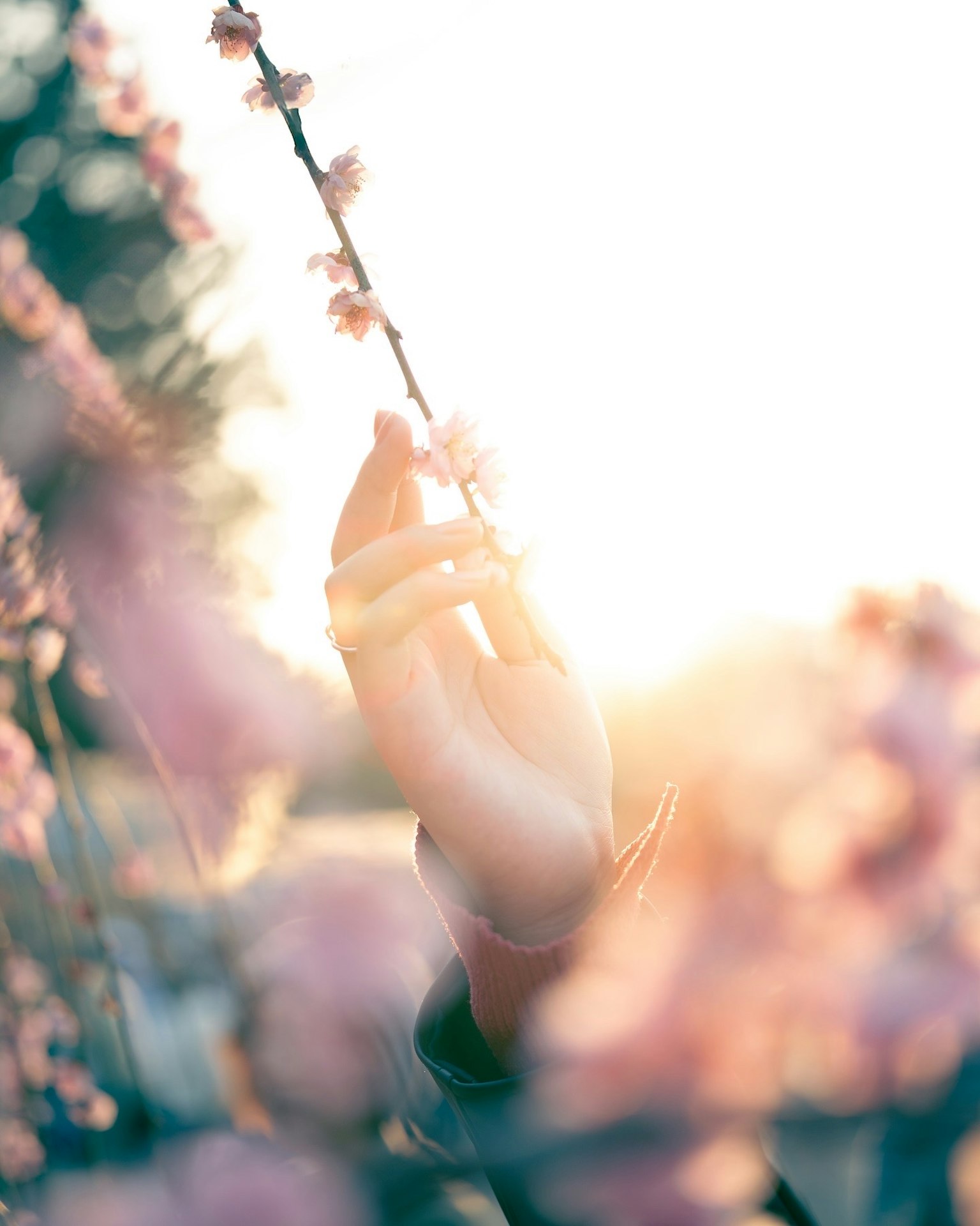 A hand gently holds a cherry blossom branch against a sunset background
