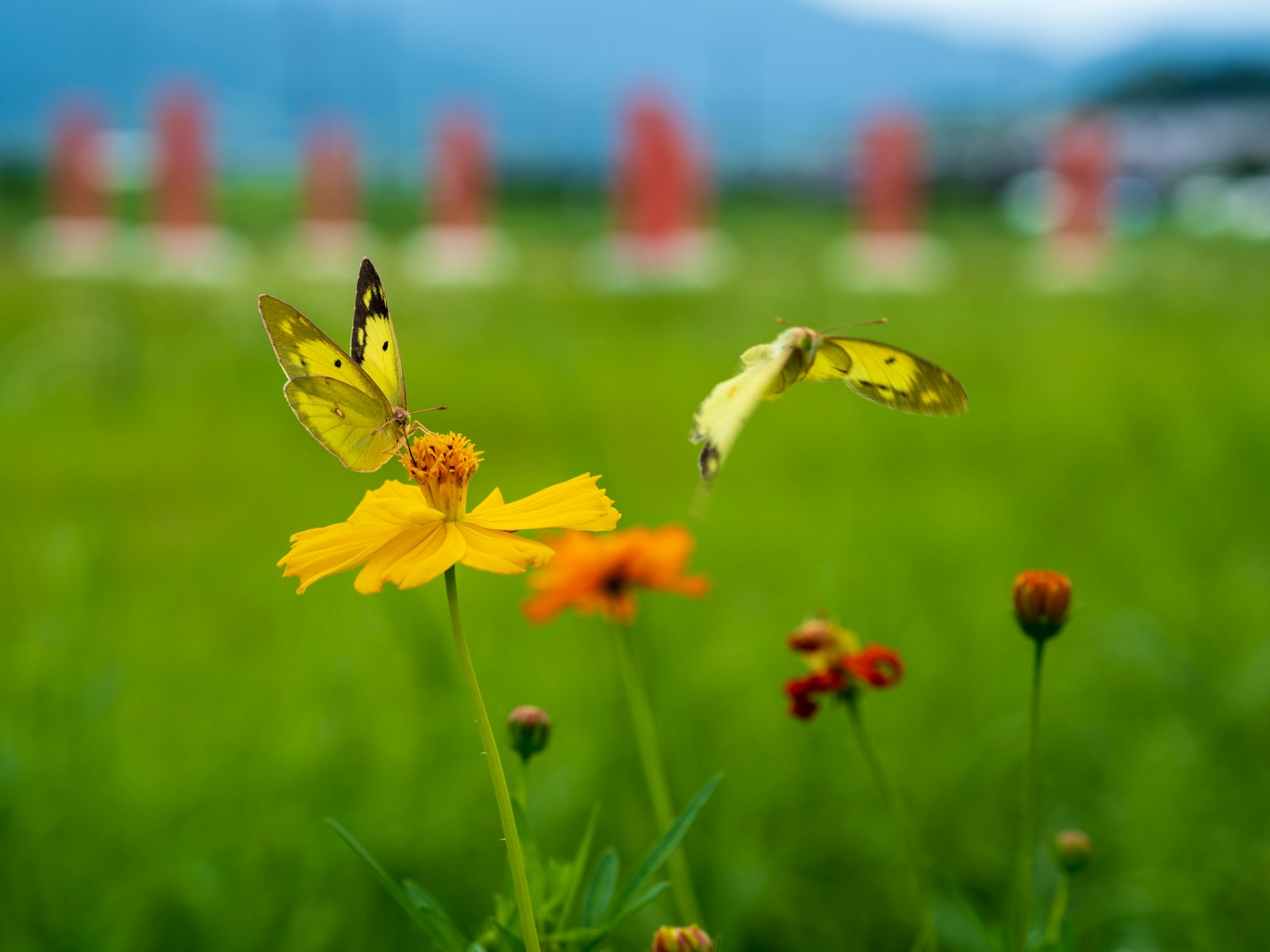Mariposas volando sobre una flor amarilla en un prado verde