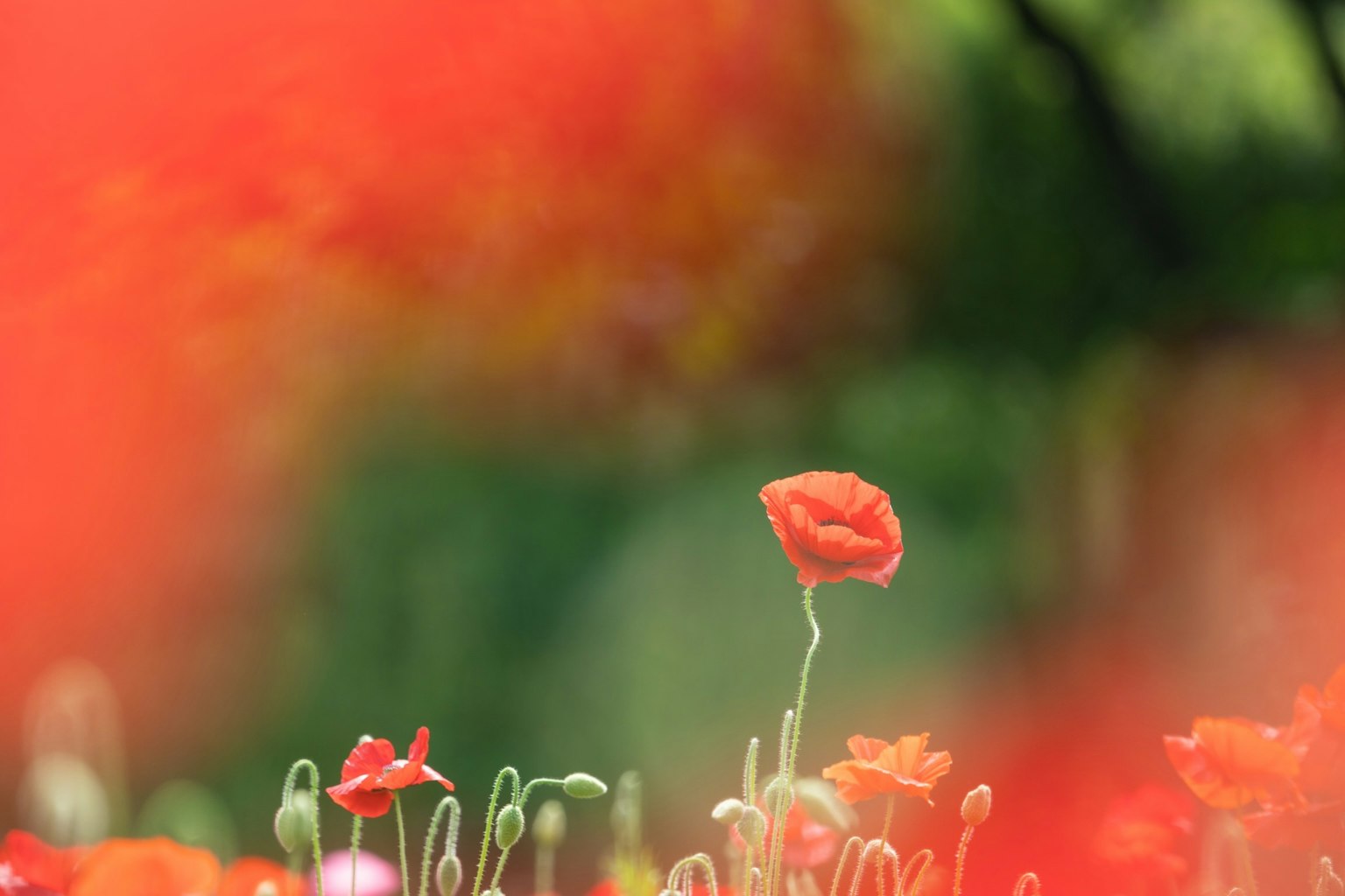 Un campo vibrante di papaveri rossi con un fiore che spicca