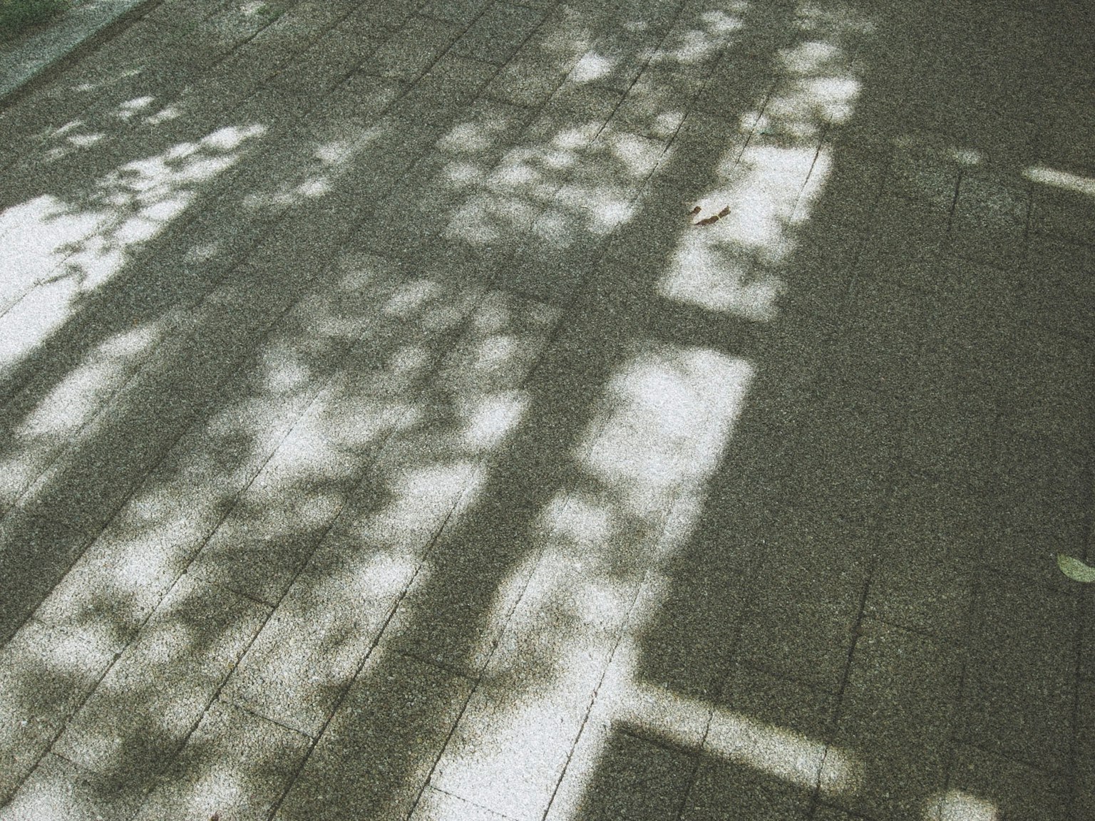 Ombre di alberi e motivi di luce su un sentiero pavimentato