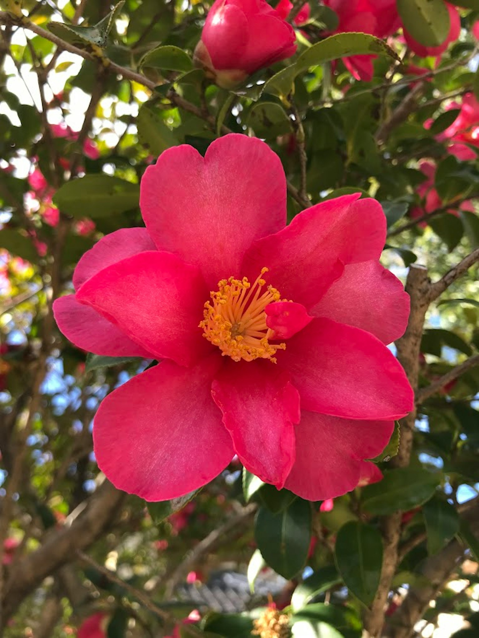 Flor de camelia rosa brillante en plena floración