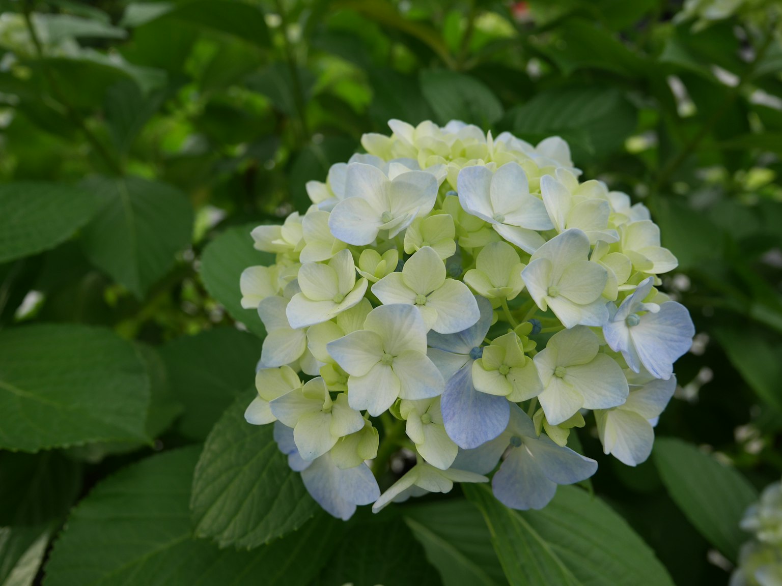 Racimo de flores de hortensia azul pálido y blanco