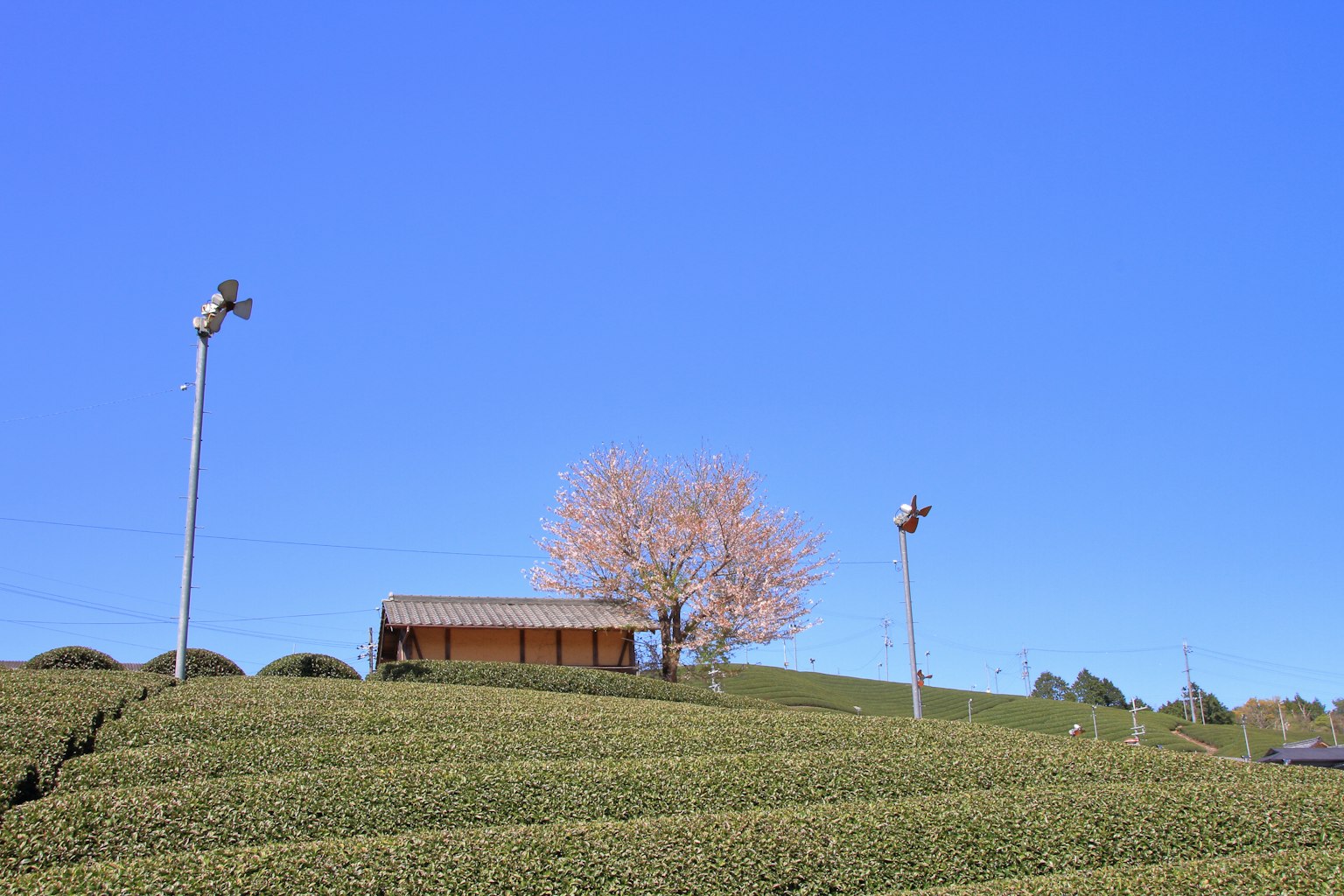 Kebun teh di bawah langit biru dengan rumah kayu kecil dan pohon sakura