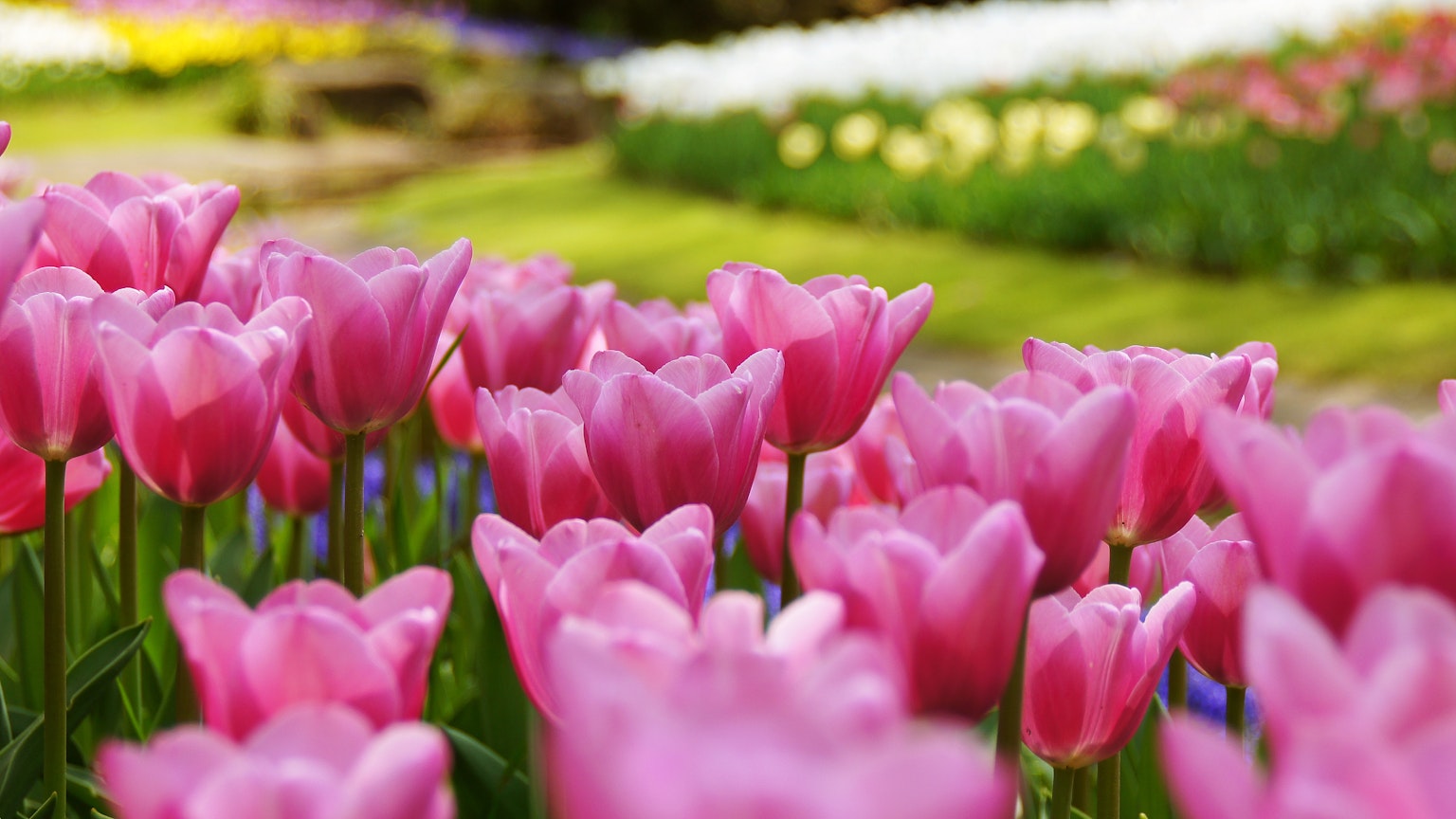 Hoa tulip màu hồng nở giữa một vườn tulip đầy màu sắc
