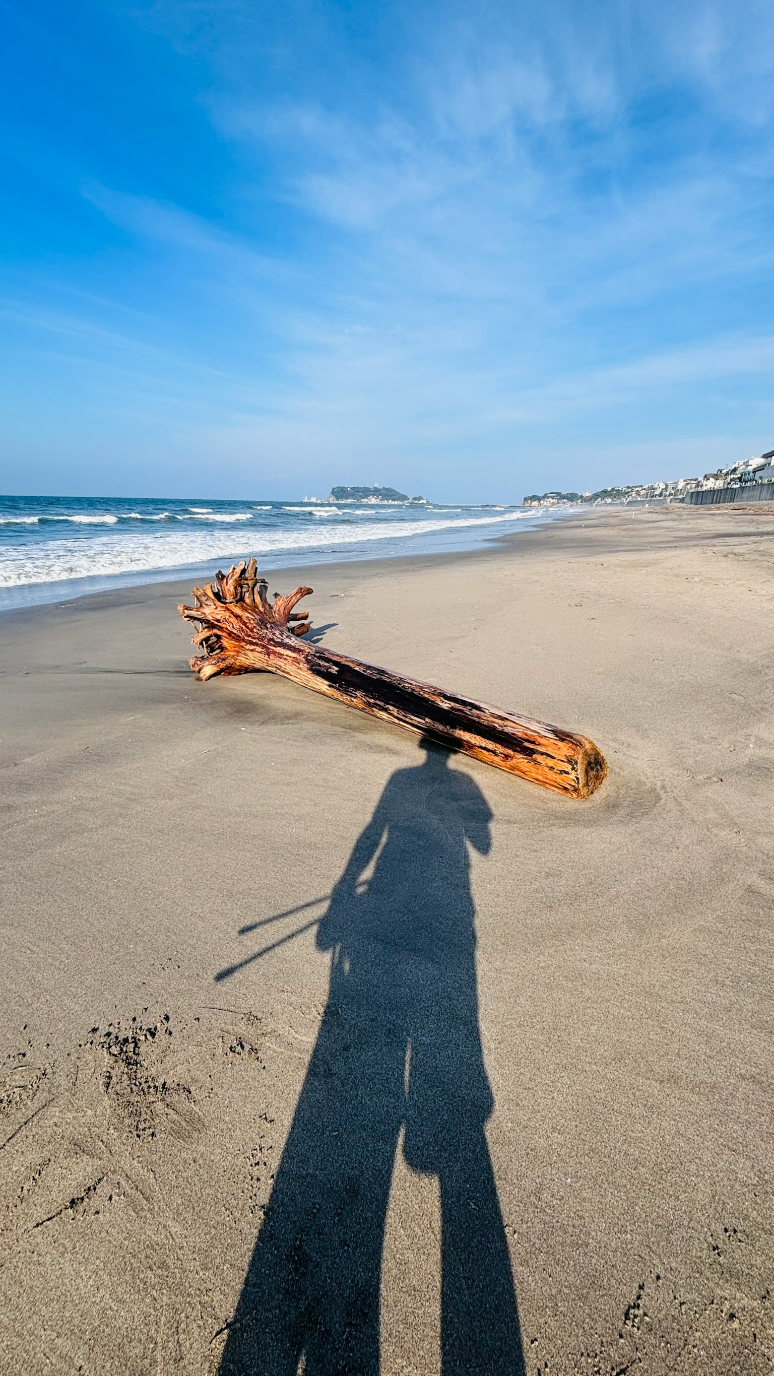 Driftwood am Strand mit einem Schatten