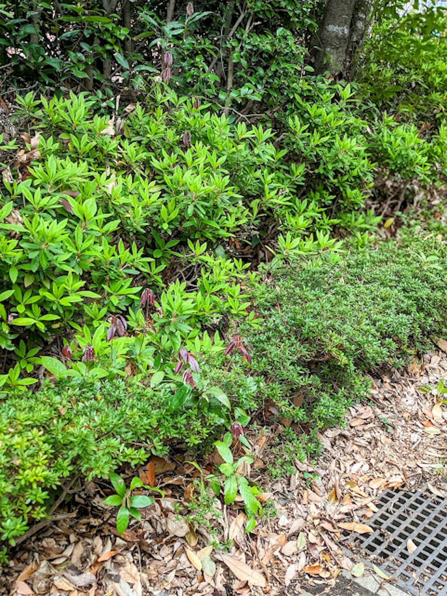 茂盛的綠色灌木和地面上的落葉在花園區域