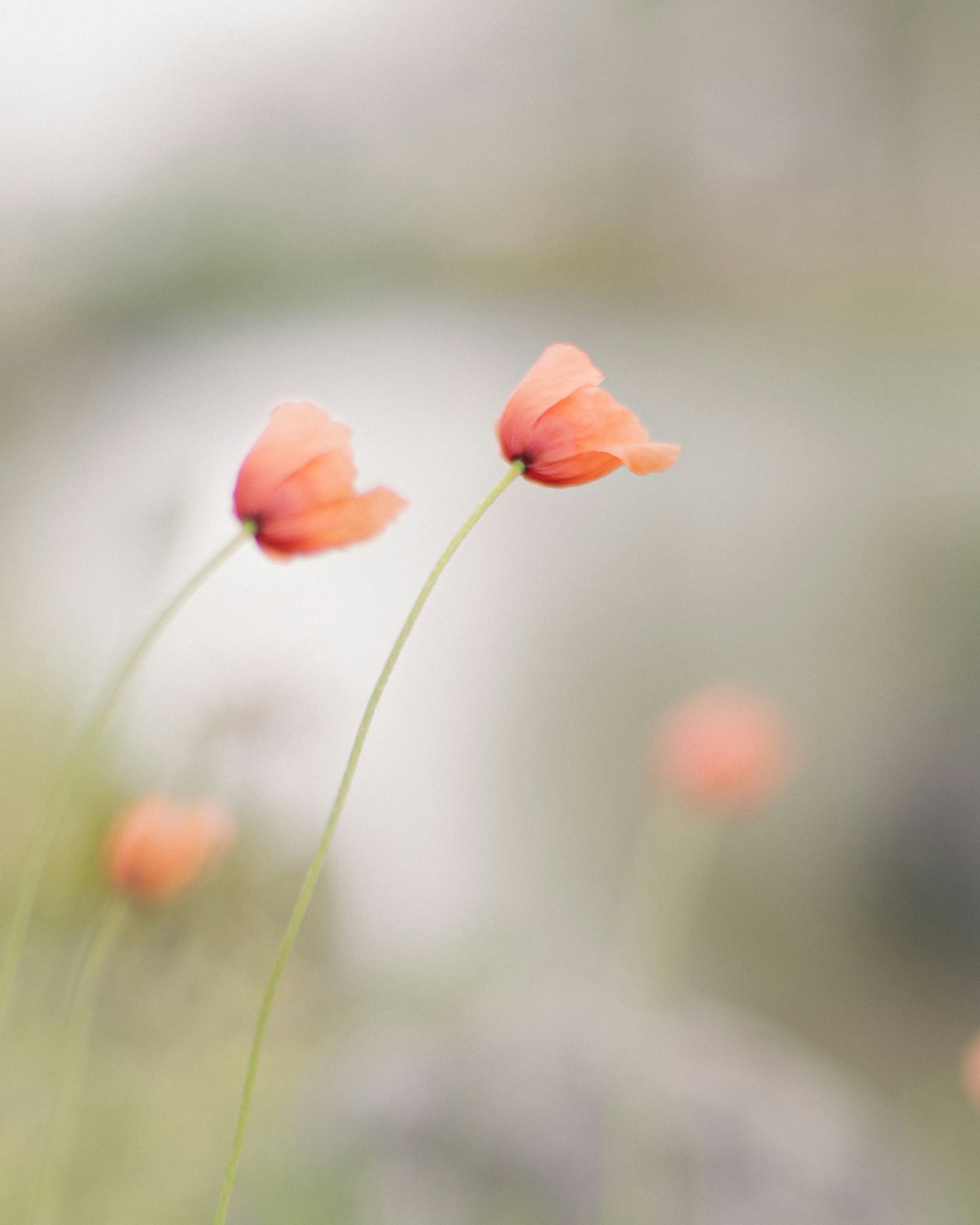 Rosa Blumen blühen vor einem sanften Hintergrund