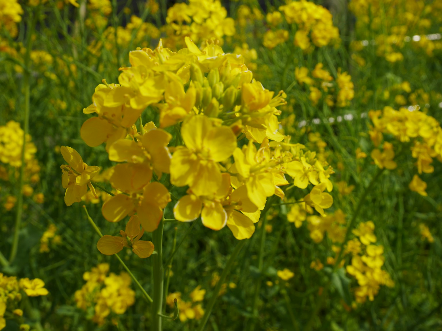 Image focusing on vibrant yellow flowers in a field