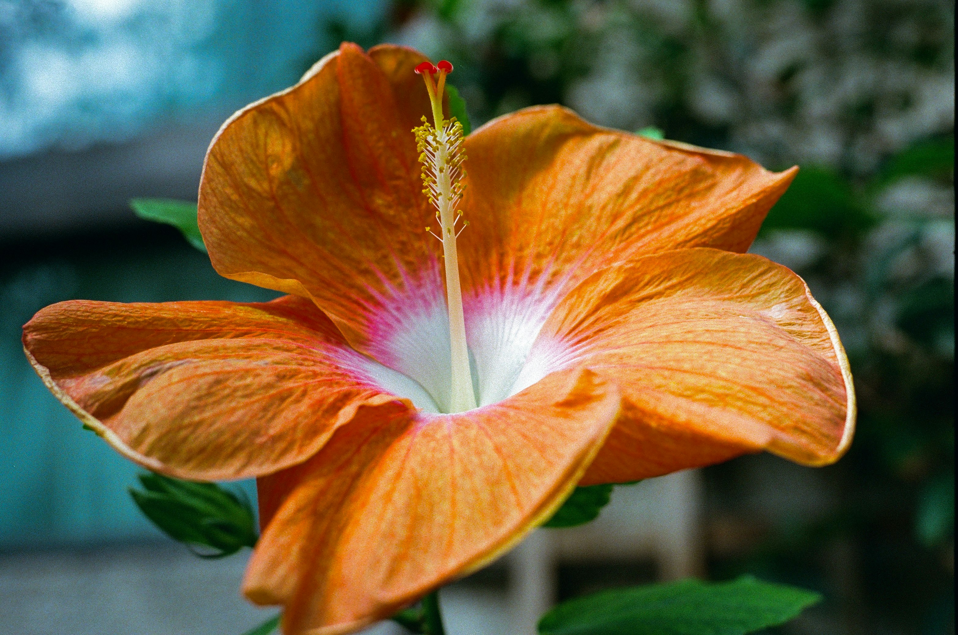 オレンジ色の花びらが鮮やかなハイビスカスのクローズアップ