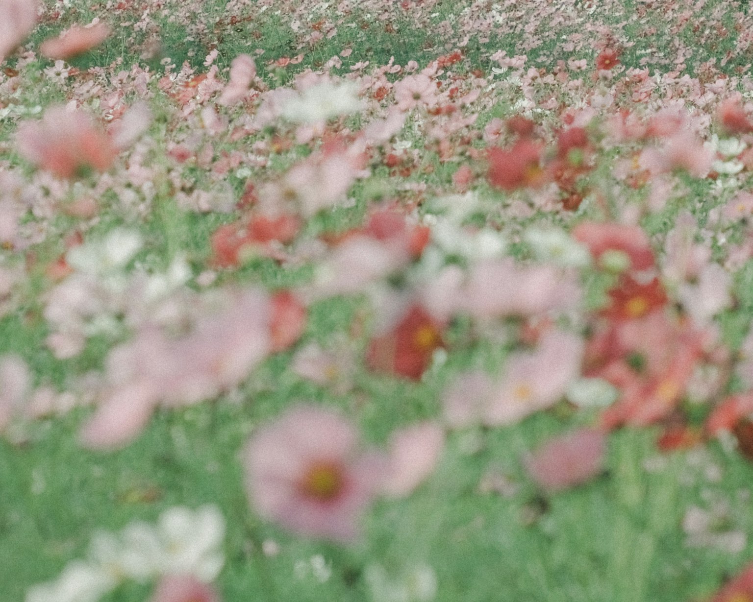 Vista borrosa de un amplio campo lleno de flores coloridas en flor