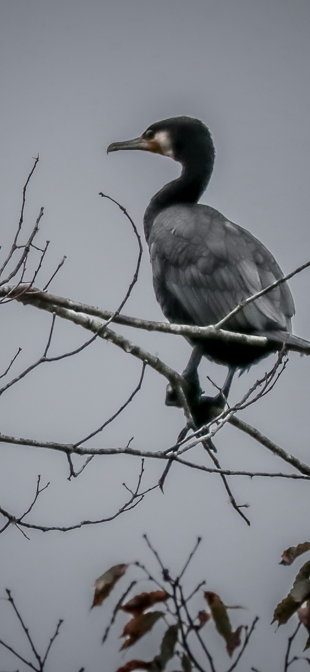 black-crowned night heron perched on bare branches in cold air