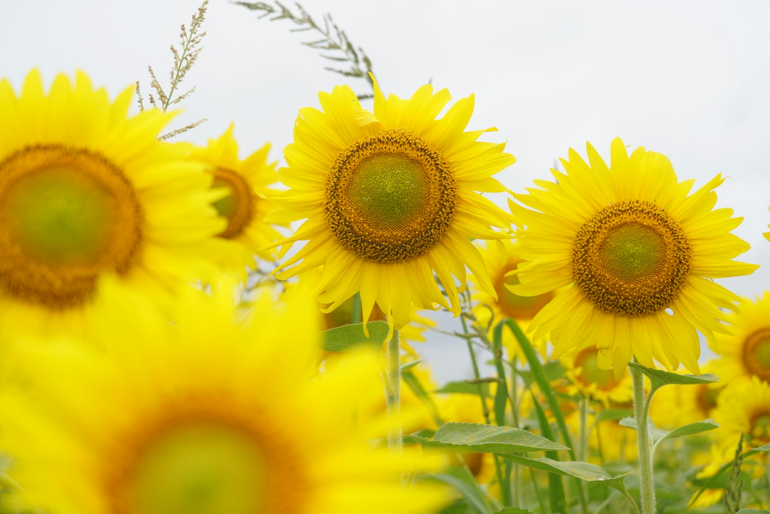 Vibrant sunflowers in a field