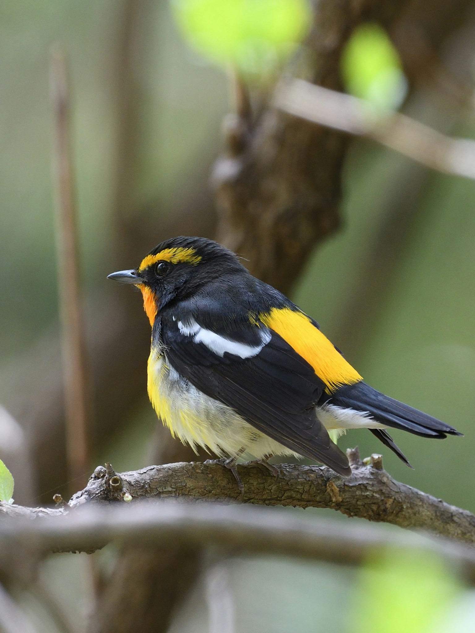 Un piccolo uccello con piume gialle e nere vivaci appollaiato su un ramo