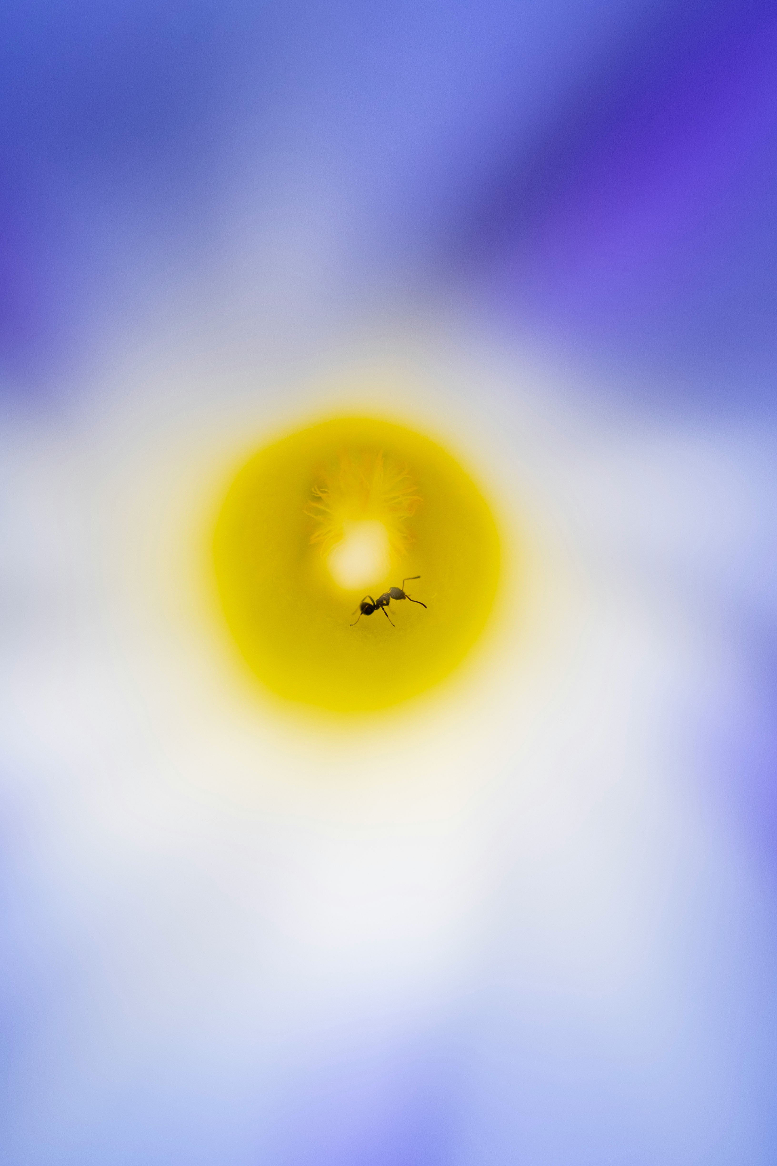 青い背景の花の中心にいるアリのマクロ画像