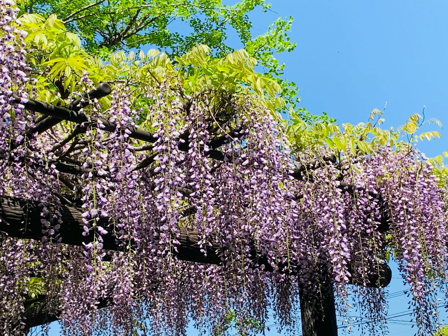Fiori di glicine viola che pendono sotto un cielo blu chiaro
