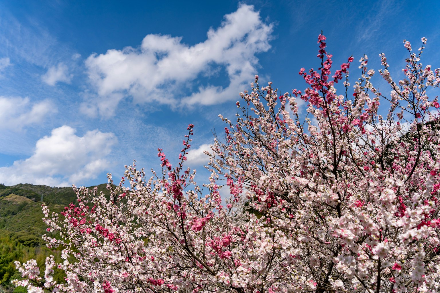 Flores de cerezo en plena floración contra un cielo azul y nubes blancas