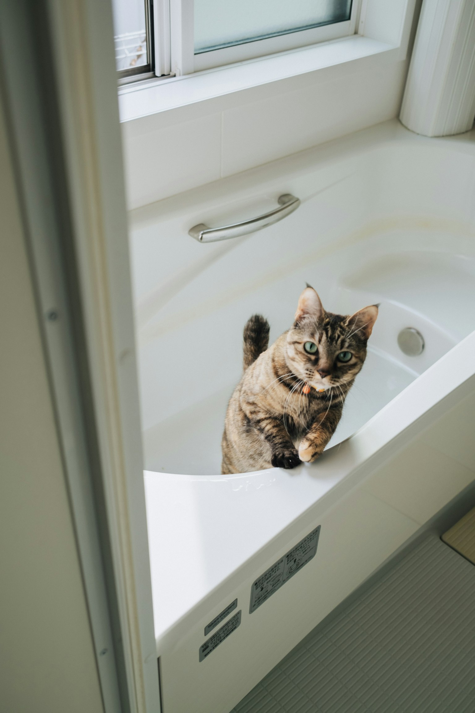 Eine Katze steht in einer Badewanne in einem Badezimmer