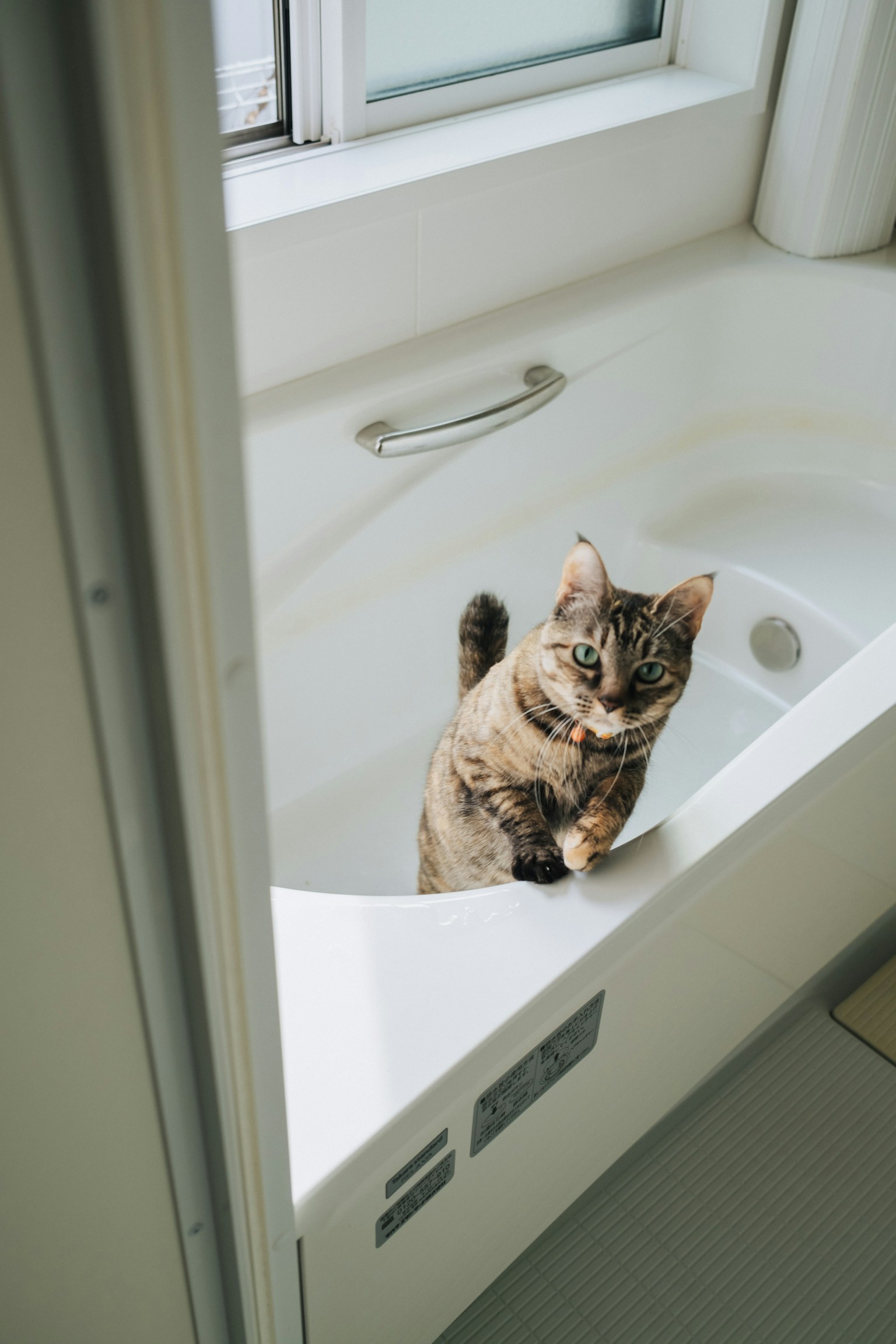 Un chat debout dans une baignoire dans une salle de bain