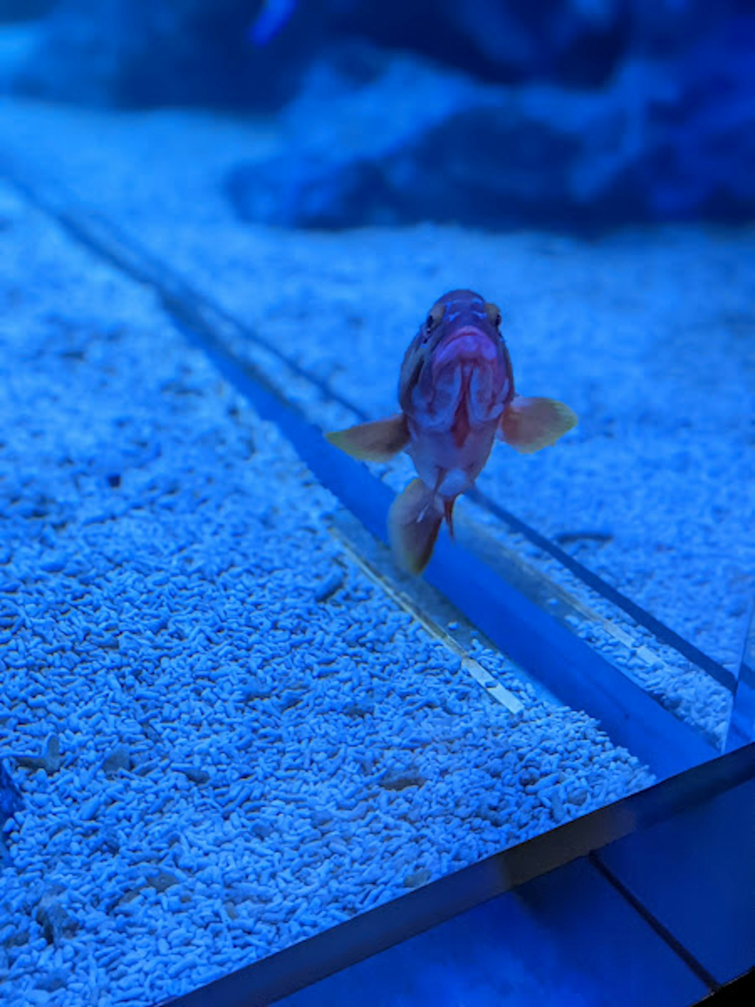 藍色水中游泳的魚的特寫