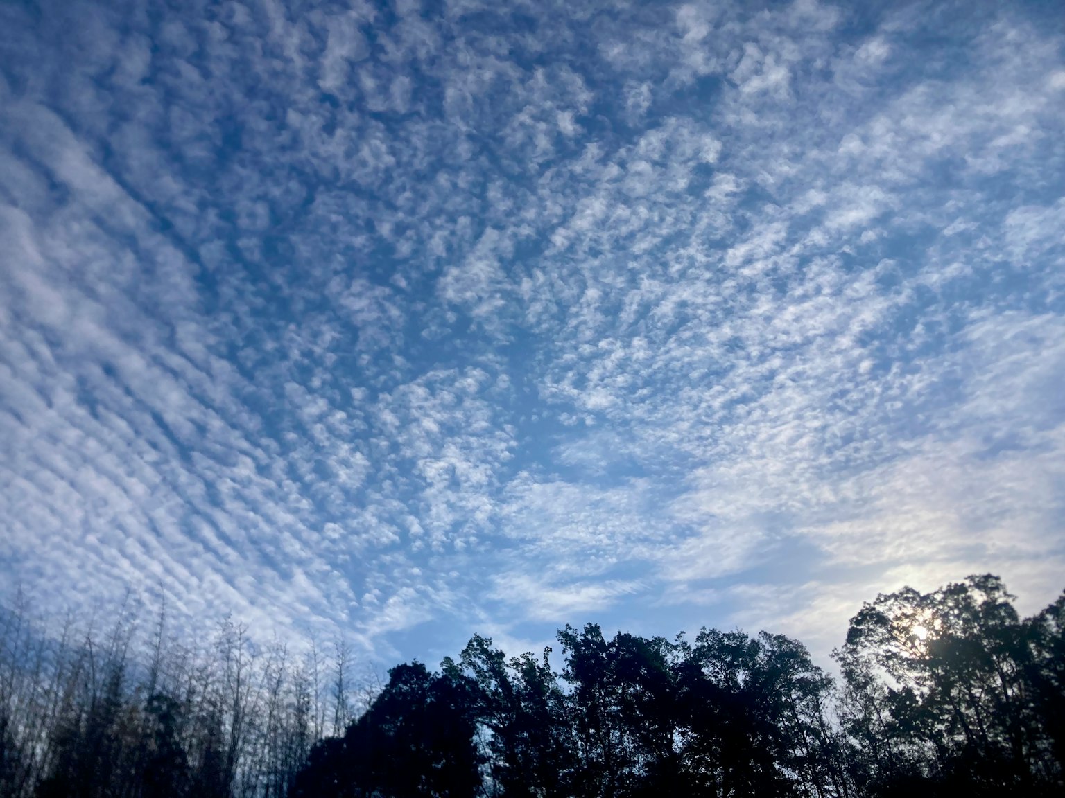 青空に広がる雲とシルエットの木々
