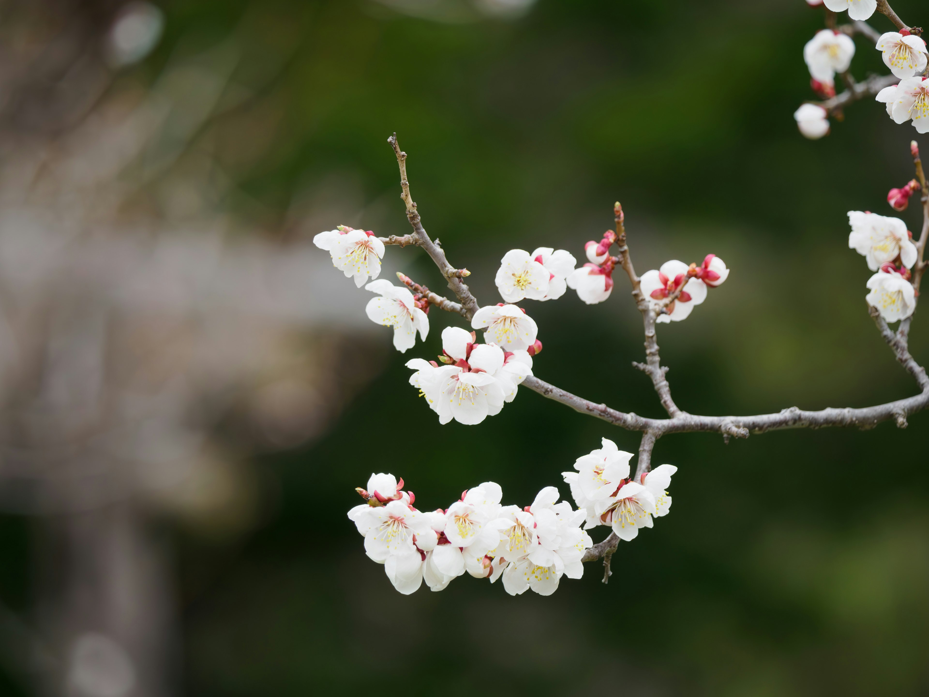 白い花が咲く枝のクローズアップ