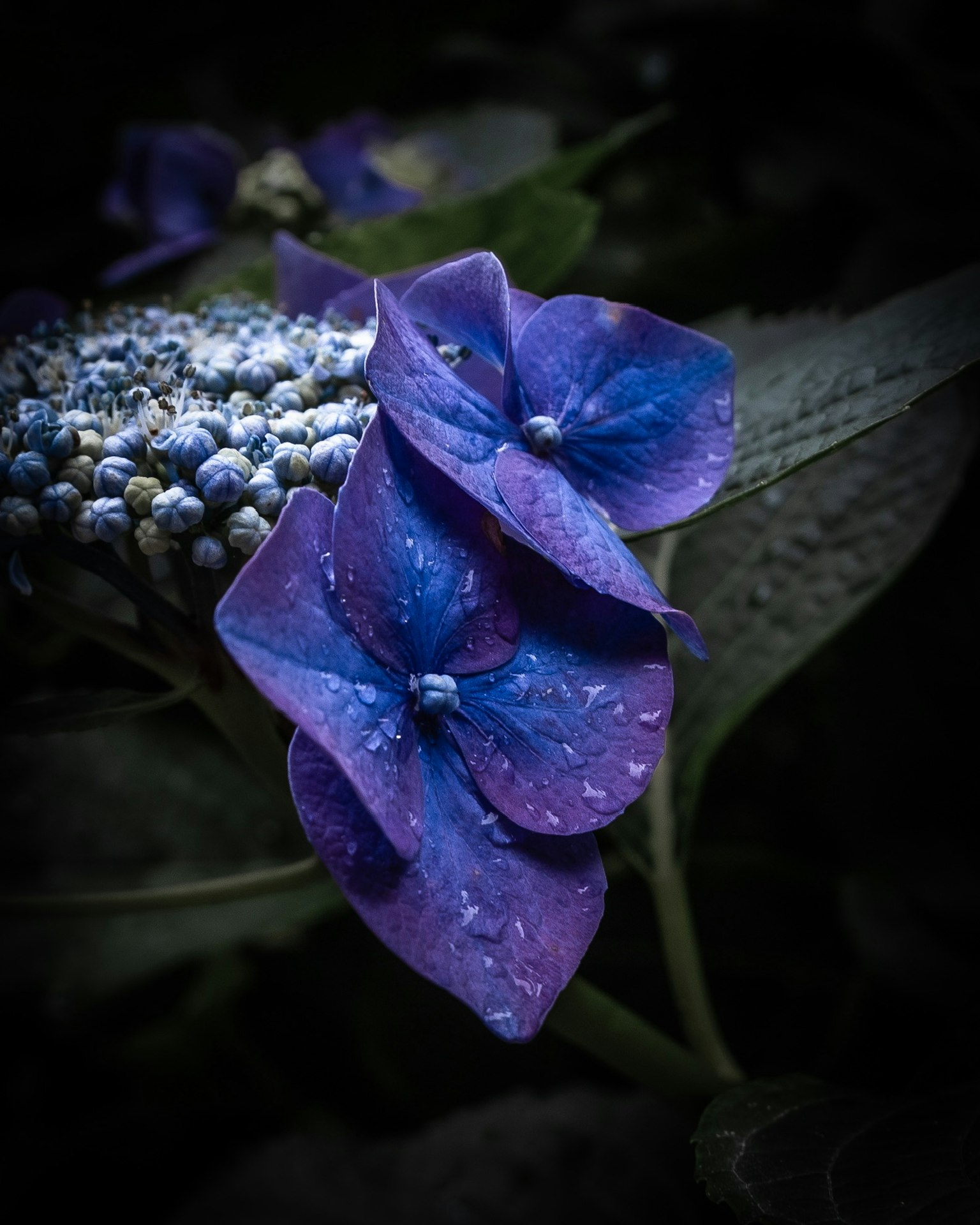 Primo piano di un fiore di ortensia blu con sfondo scuro
