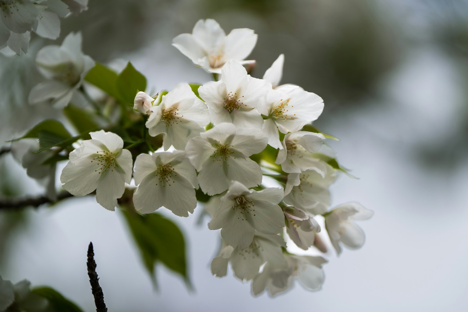 Primer plano de flores de cerezo blancas en una rama