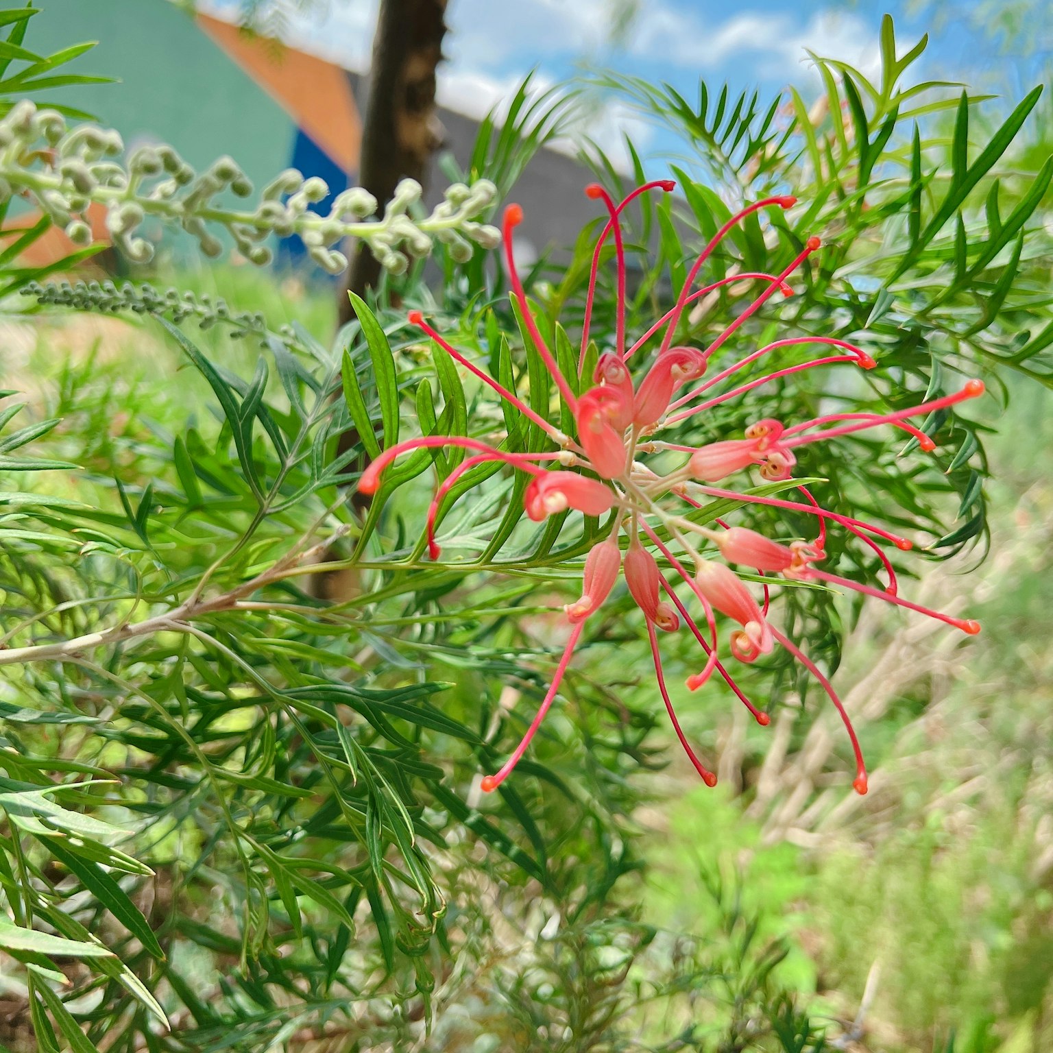绿色植物上鲜艳红花的特写背景有蓝天