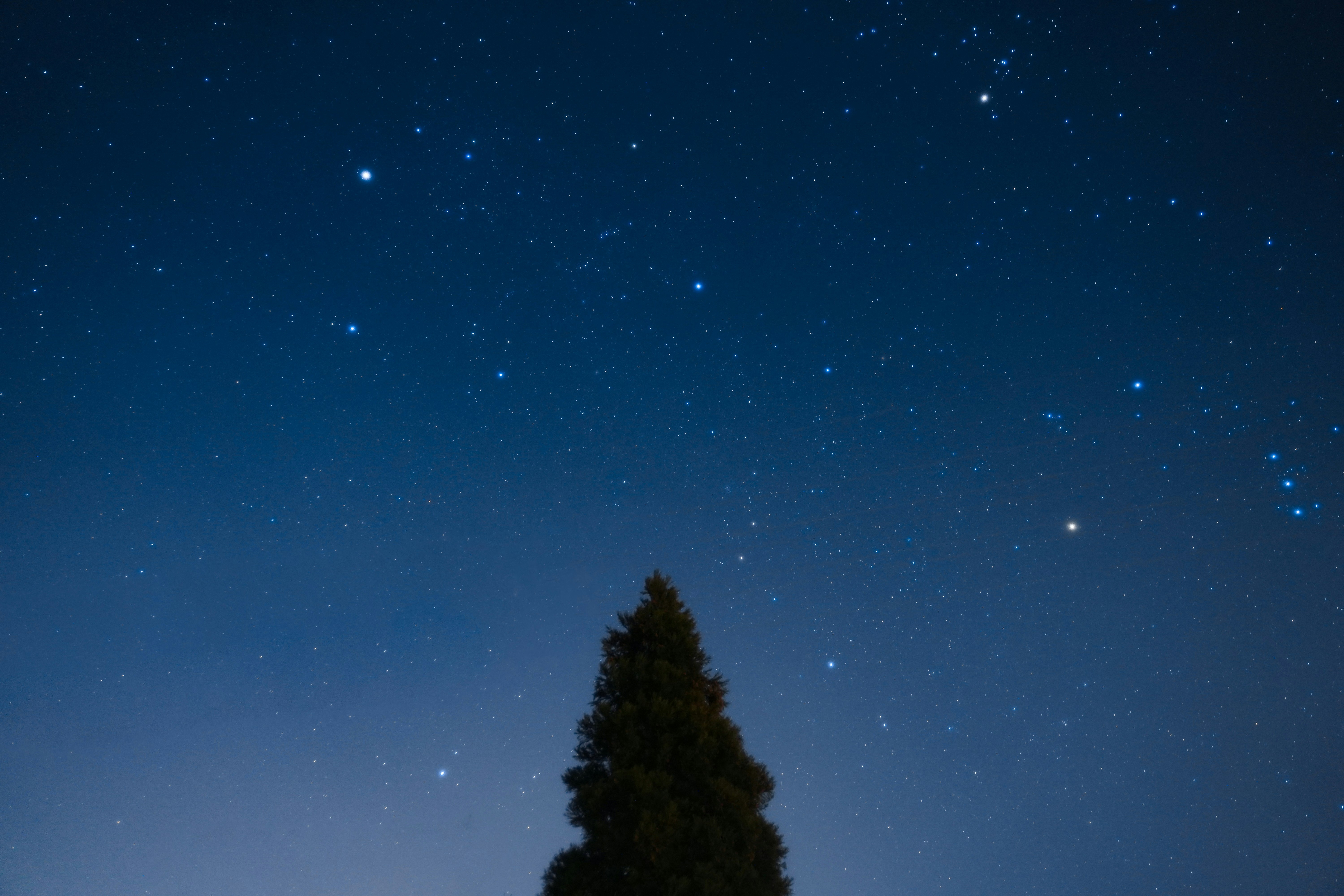 冬の夜空に広がる星と針葉樹のシルエット