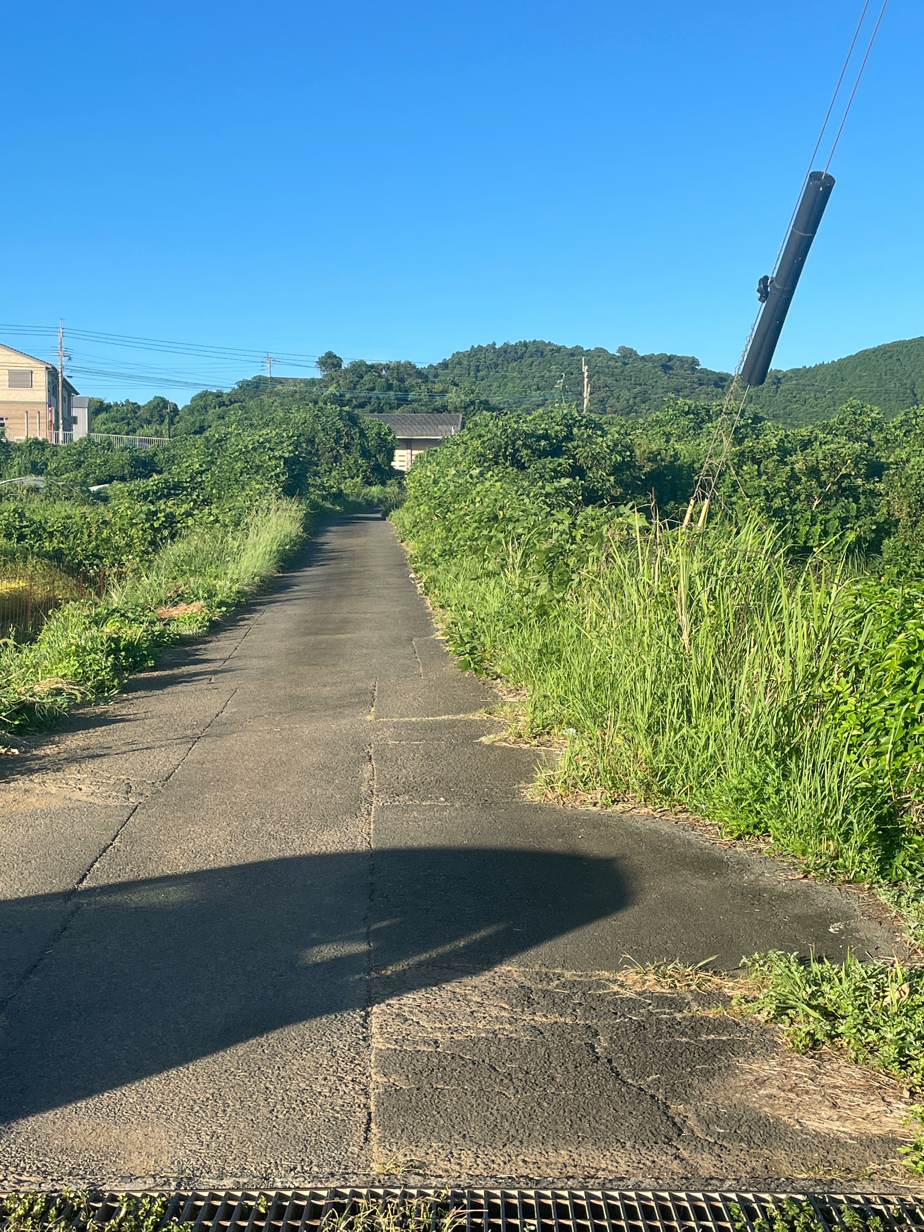 綠意間延伸的鄉間土路