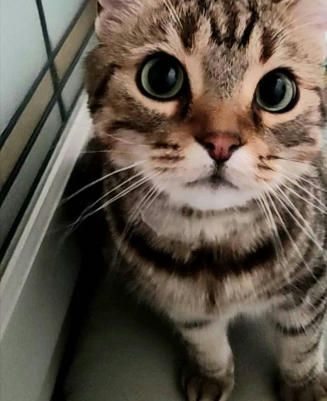 Nahaufnahme einer getigerten Katze mit weit geöffneten Augen