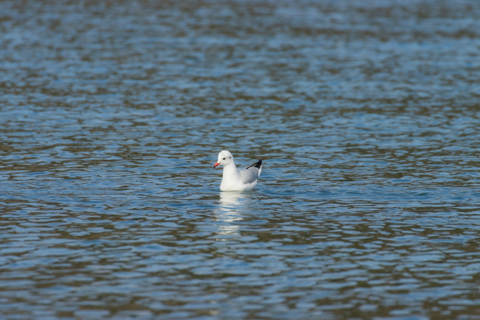 Eine weiße Möwe, die auf der Wasseroberfläche schwimmt