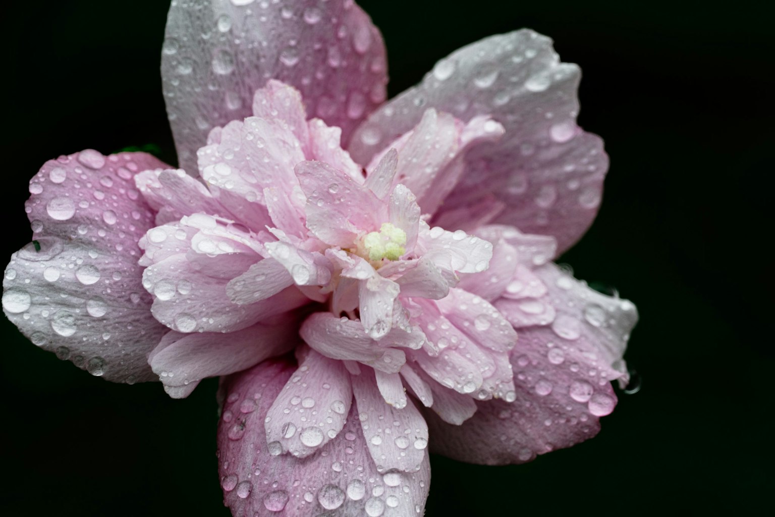 Nahaufnahme einer blassrosa Blume mit Wassertropfen