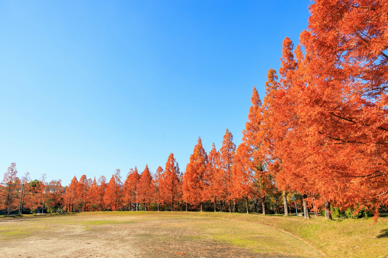 Arbres orange vif sous un ciel bleu clair
