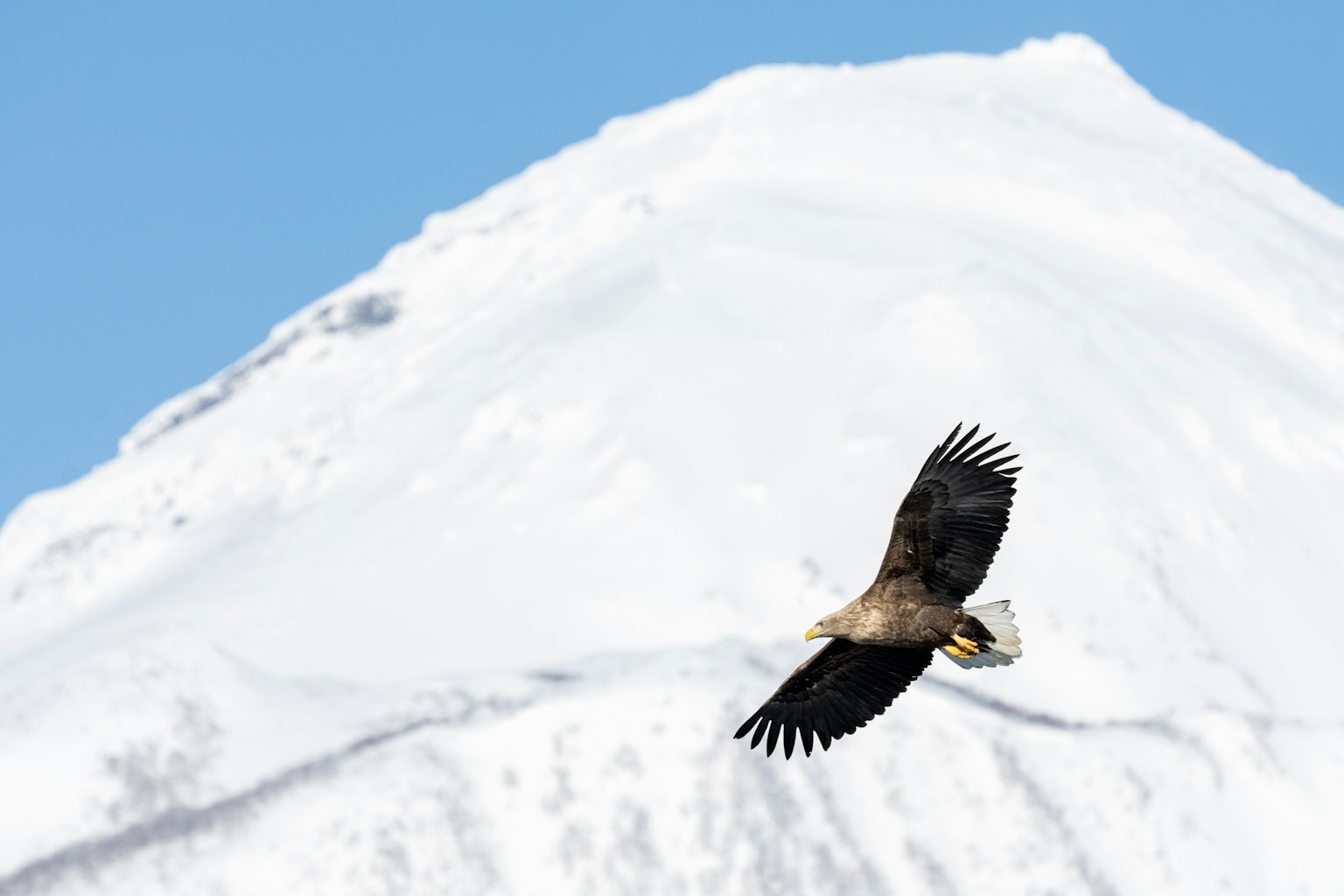Aquila che vola sopra una montagna innevata con una preda tra gli artigli