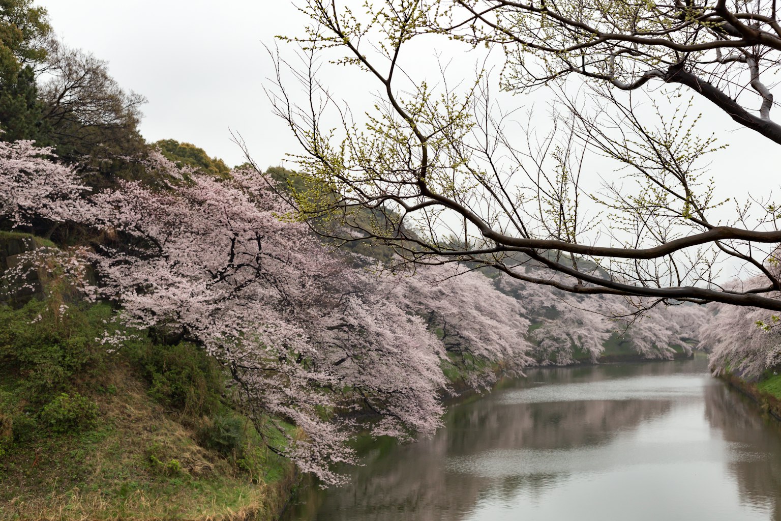 Vista panoramica di fiori di ciliegio lungo un fiume